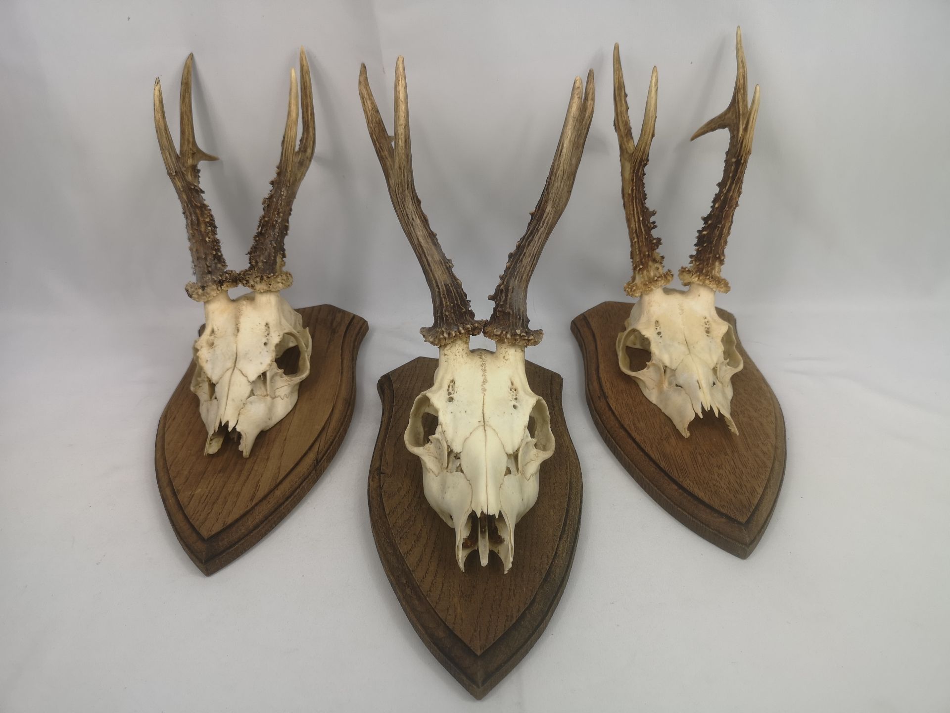 Three sets of oak mounted antlers