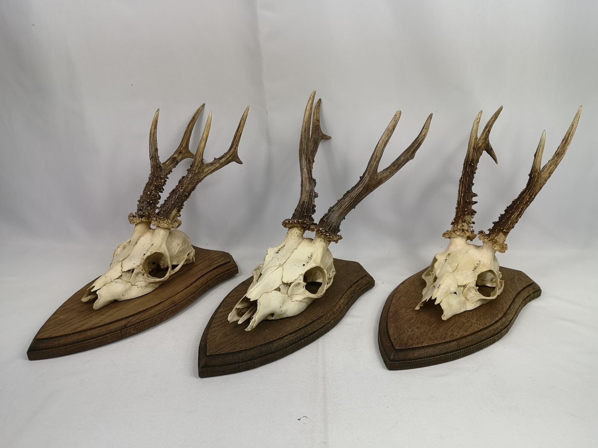 Three sets of oak mounted antlers - Image 2 of 5