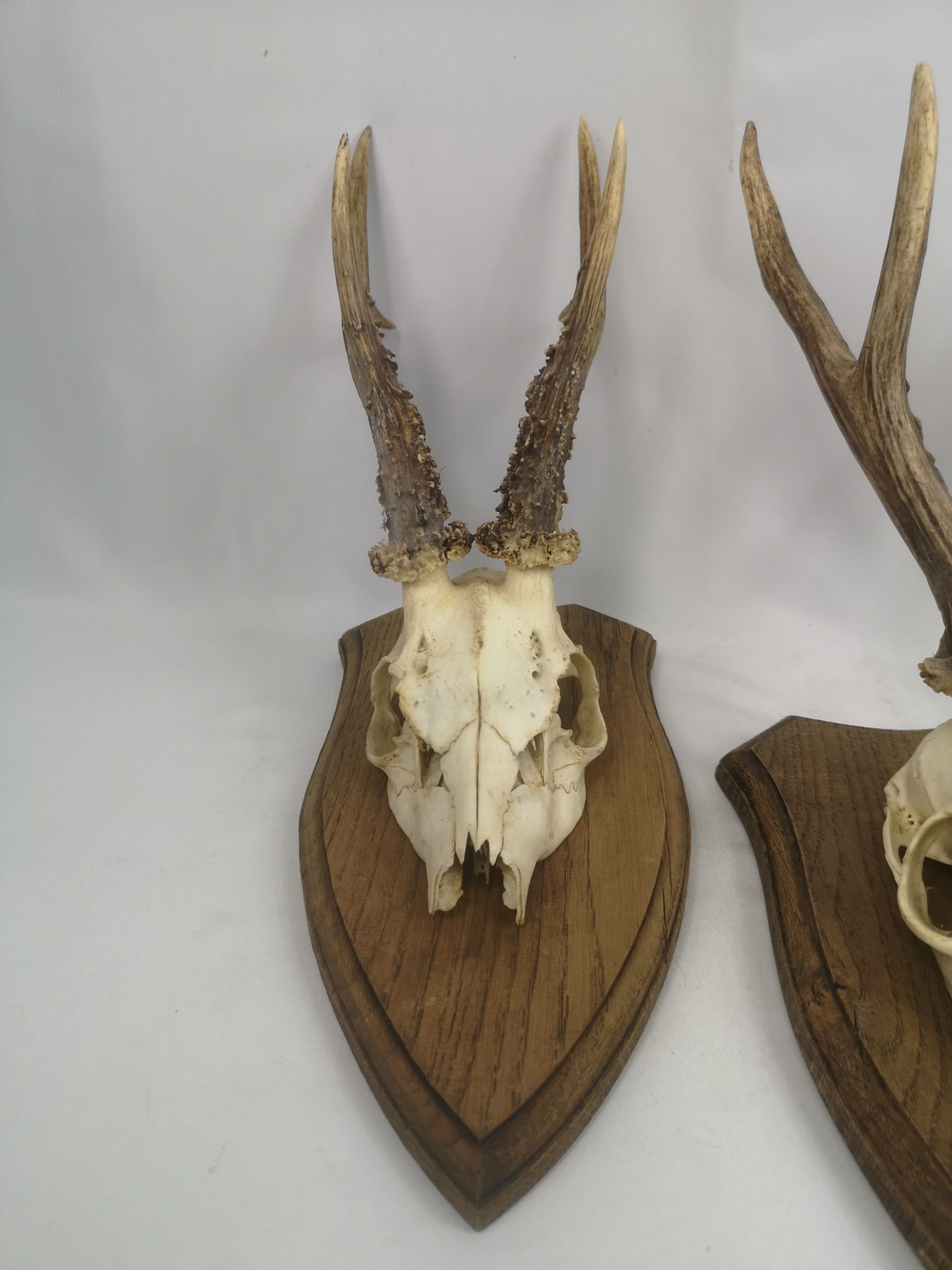 Three sets of oak mounted antlers - Image 3 of 5