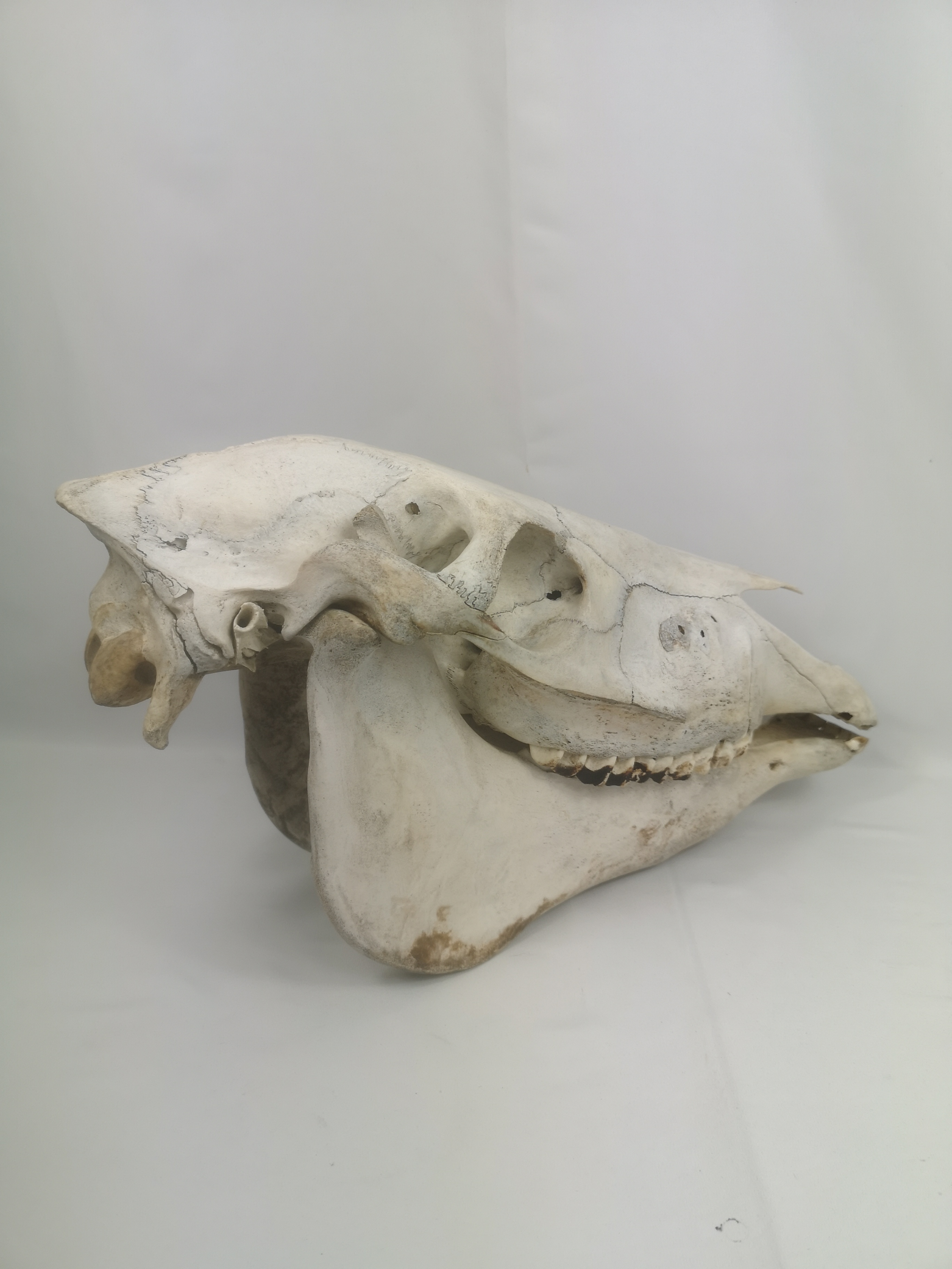 Horse skull - Image 3 of 5