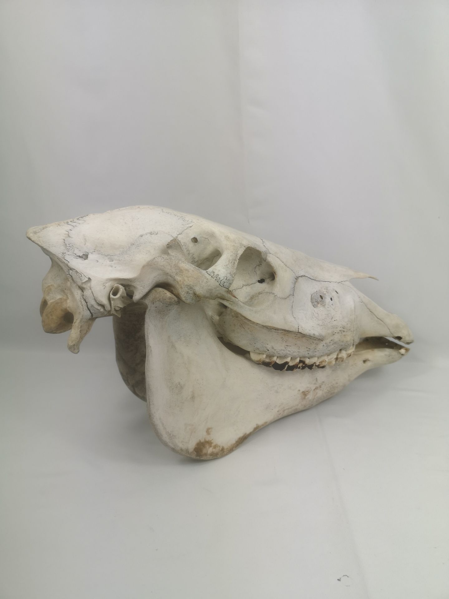 Horse skull - Bild 3 aus 5