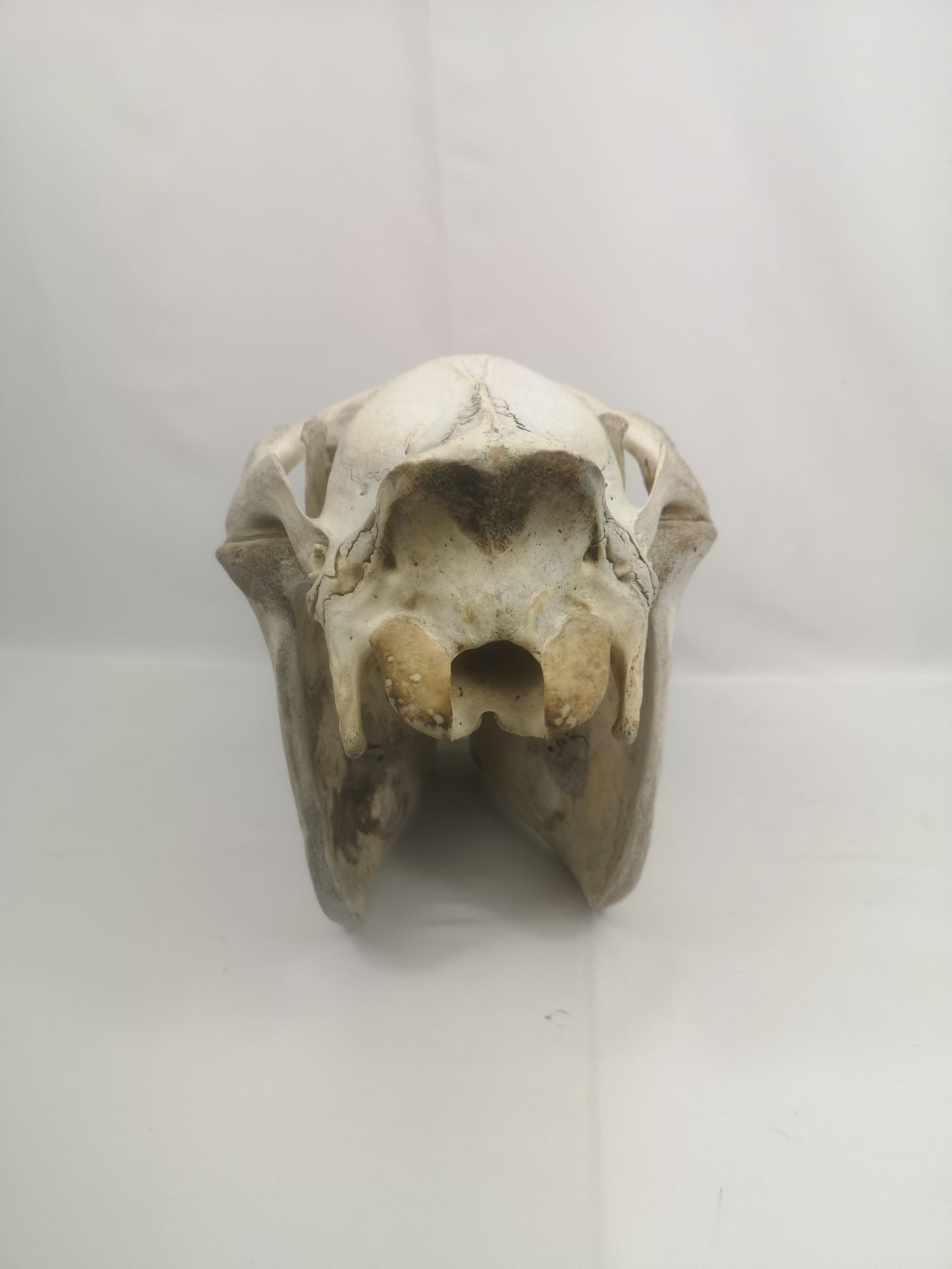 Horse skull - Image 2 of 5