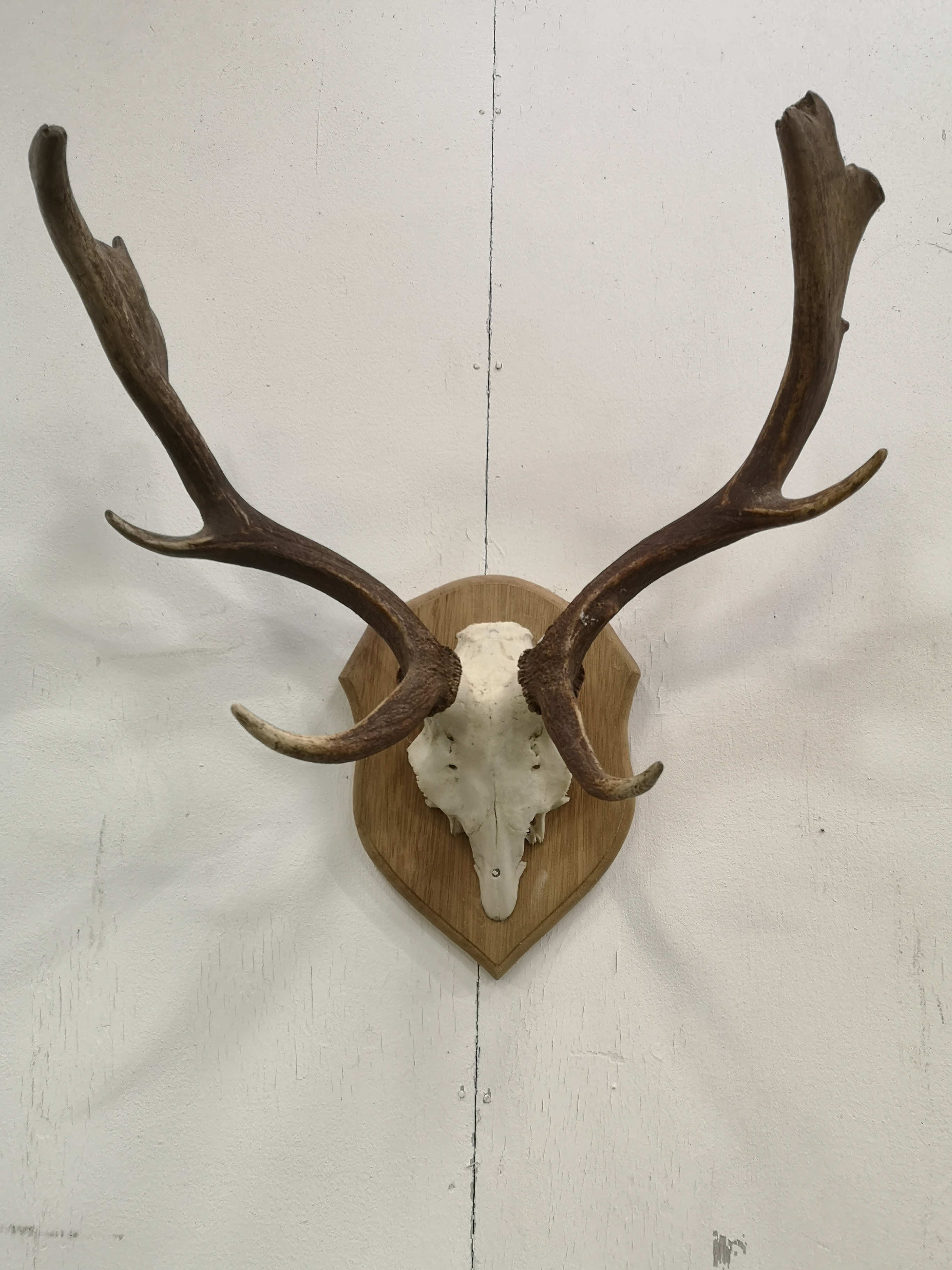 Wall mounted set of deer antlers - Image 2 of 5