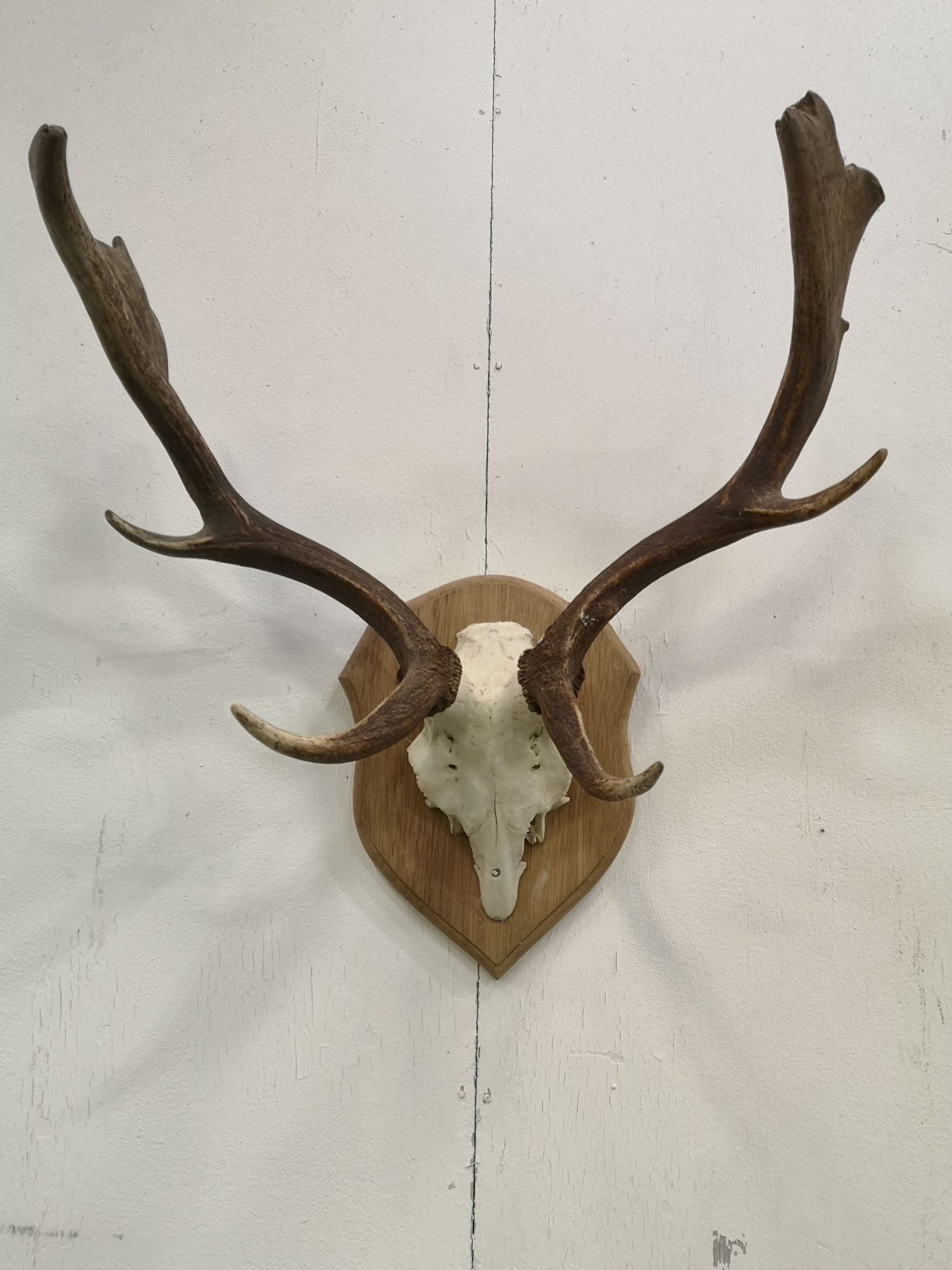 Wall mounted set of deer antlers - Image 2 of 5