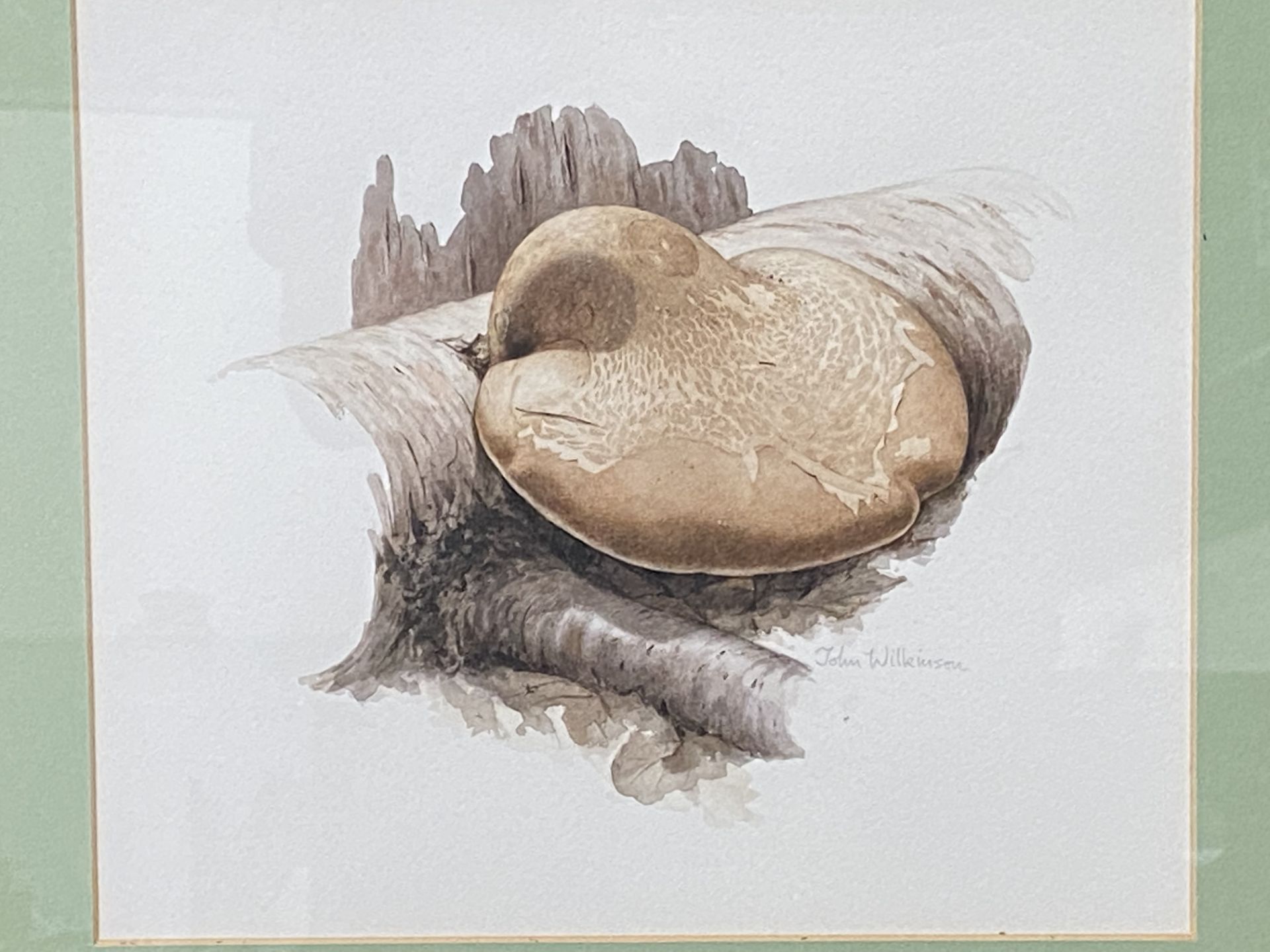 Two framed and glazed watercolours of mushrooms - Image 2 of 5