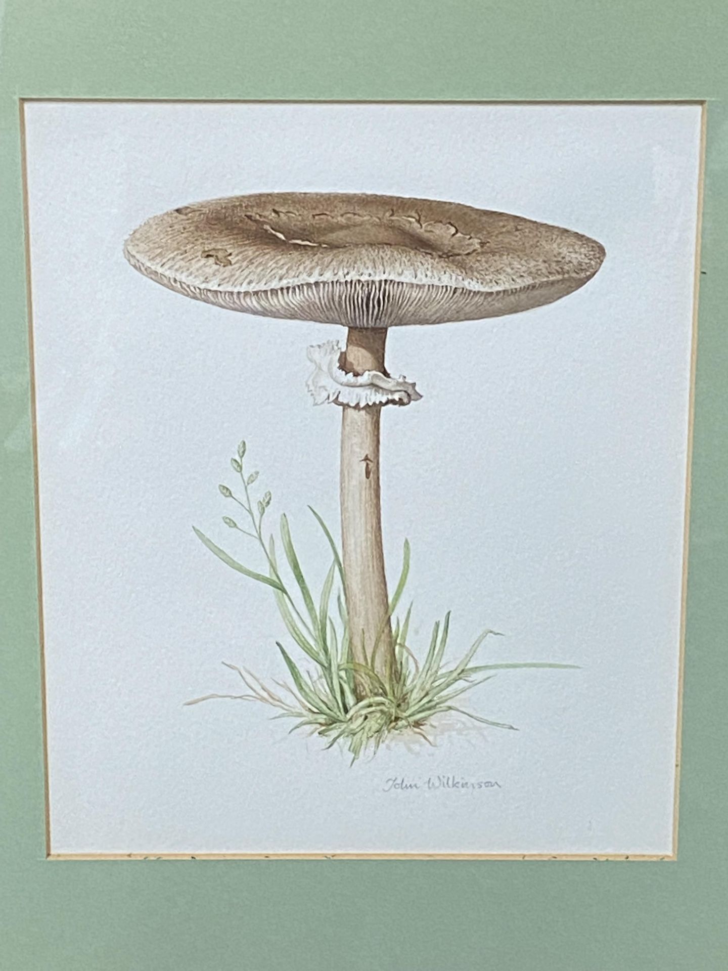 Two framed and glazed watercolours of mushrooms - Image 4 of 5