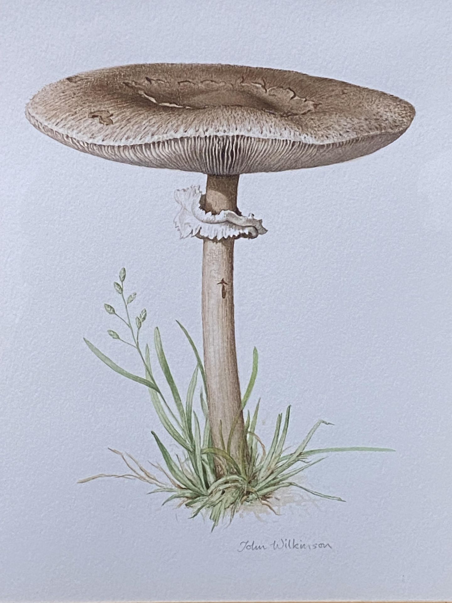 Two framed and glazed watercolours of mushrooms