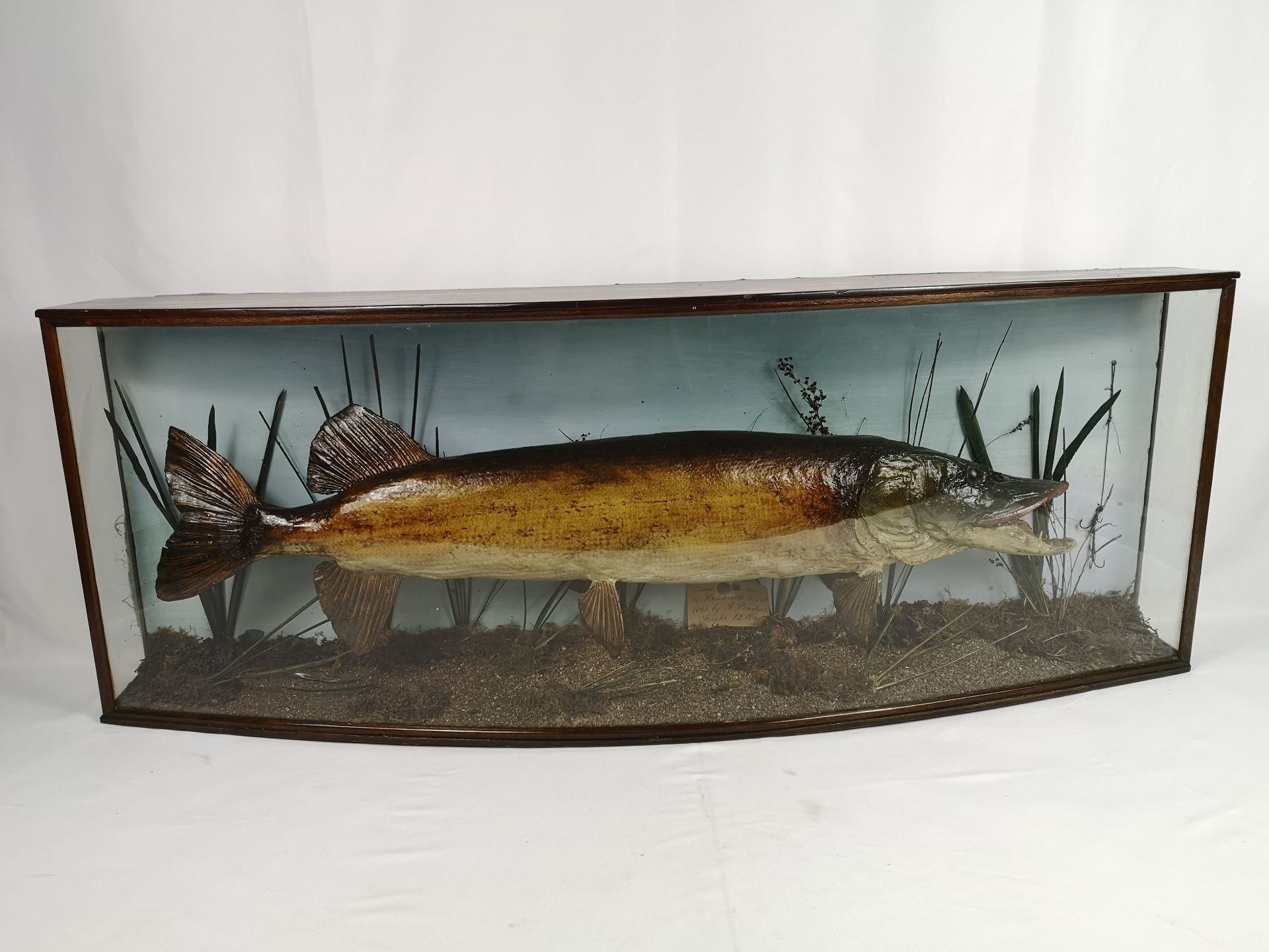 Victorian taxidermy pike - Image 5 of 6