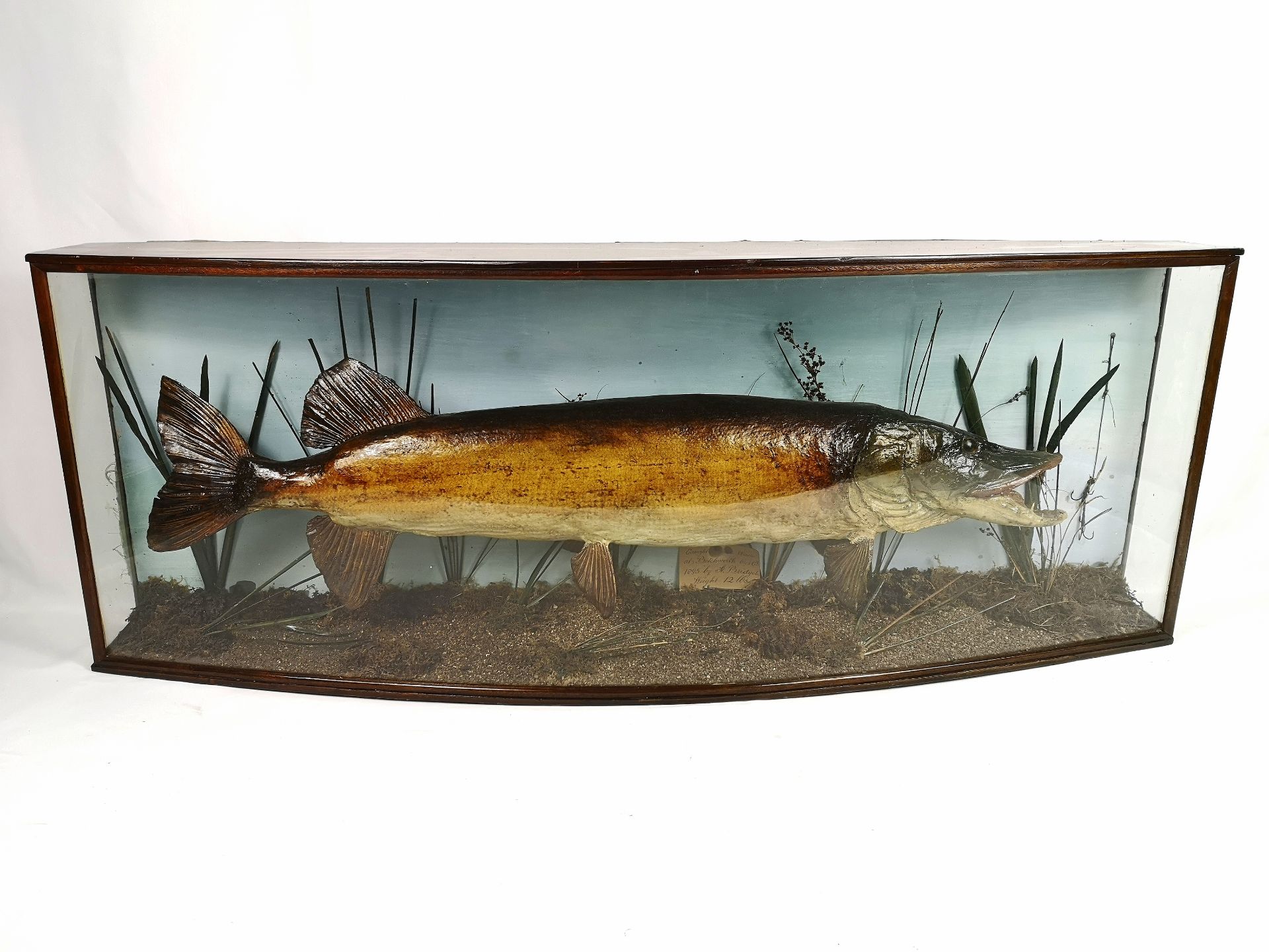 Victorian taxidermy pike