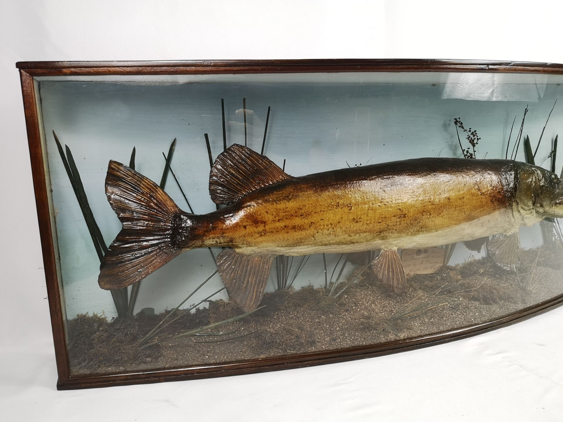 Victorian taxidermy pike - Image 4 of 6