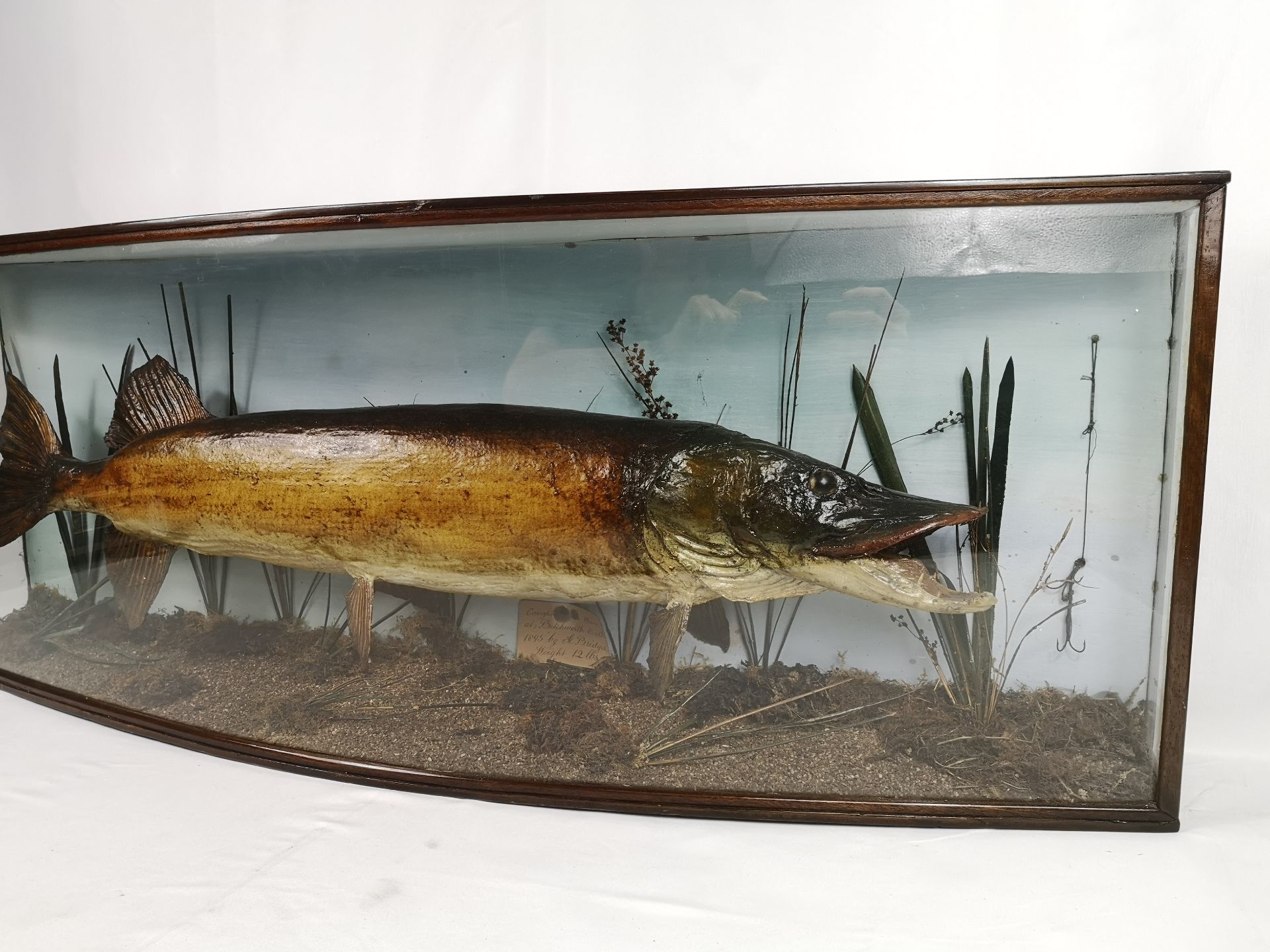 Victorian taxidermy pike - Image 3 of 6