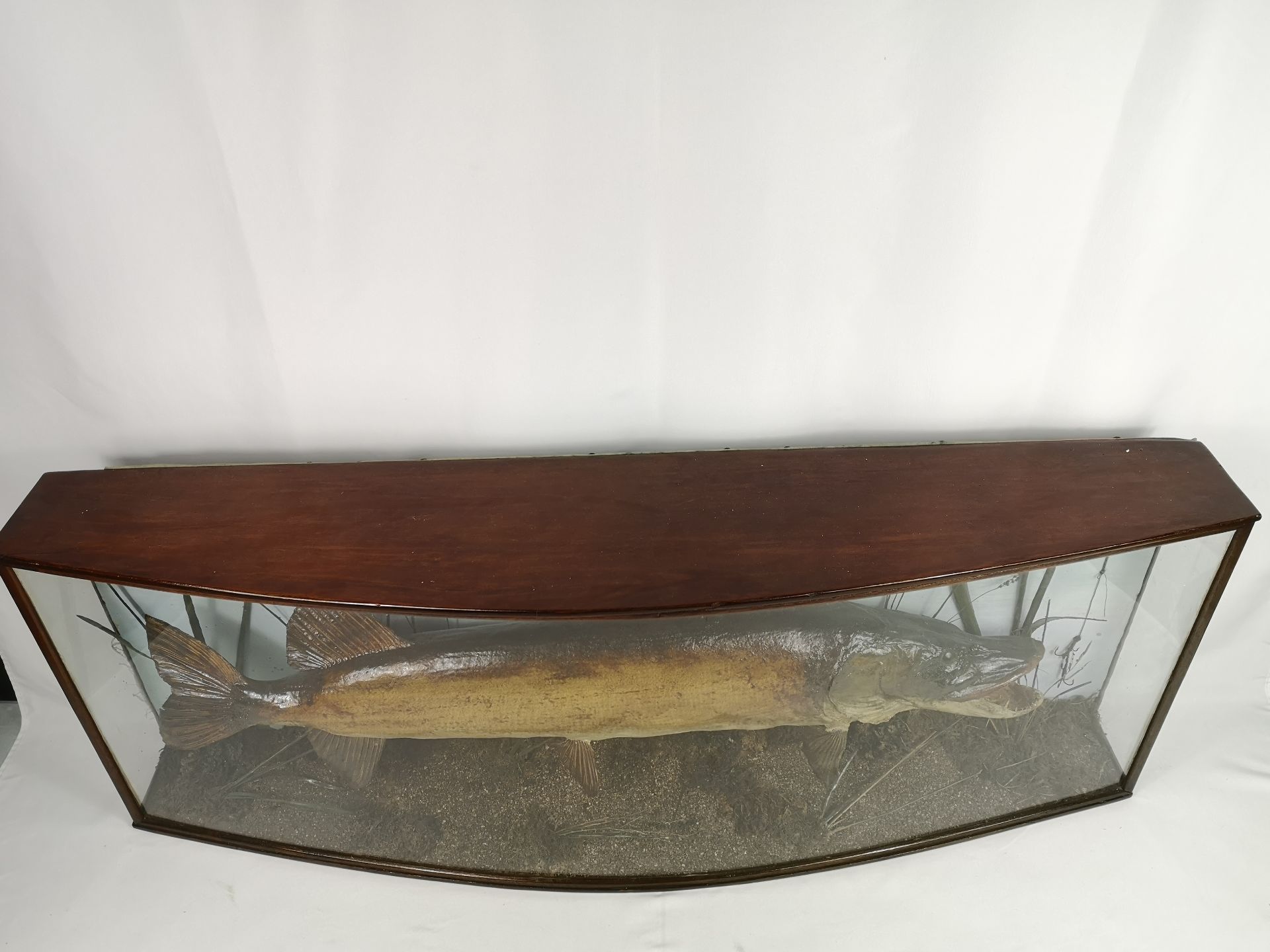 Victorian taxidermy pike - Image 6 of 6