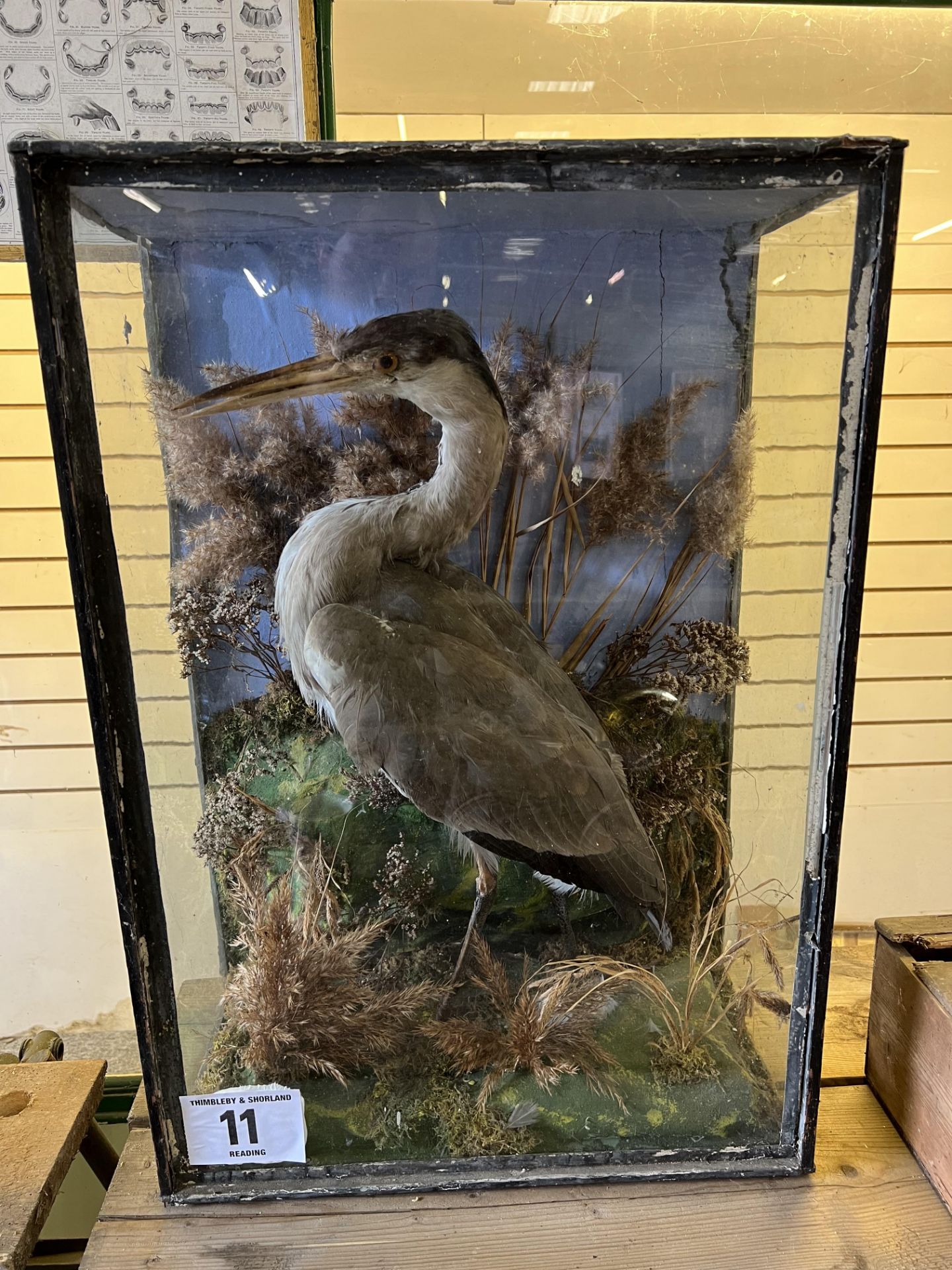 Taxidermy Heron in glass case. This lot carries VAT.