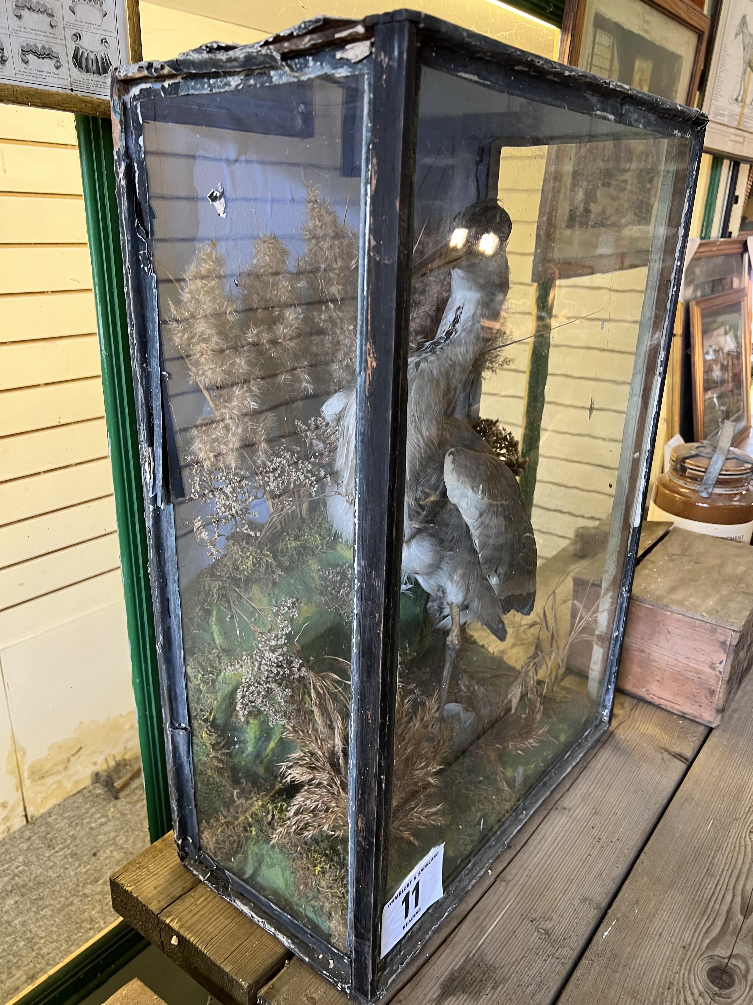 Taxidermy Heron in glass case. This lot carries VAT. - Image 2 of 2