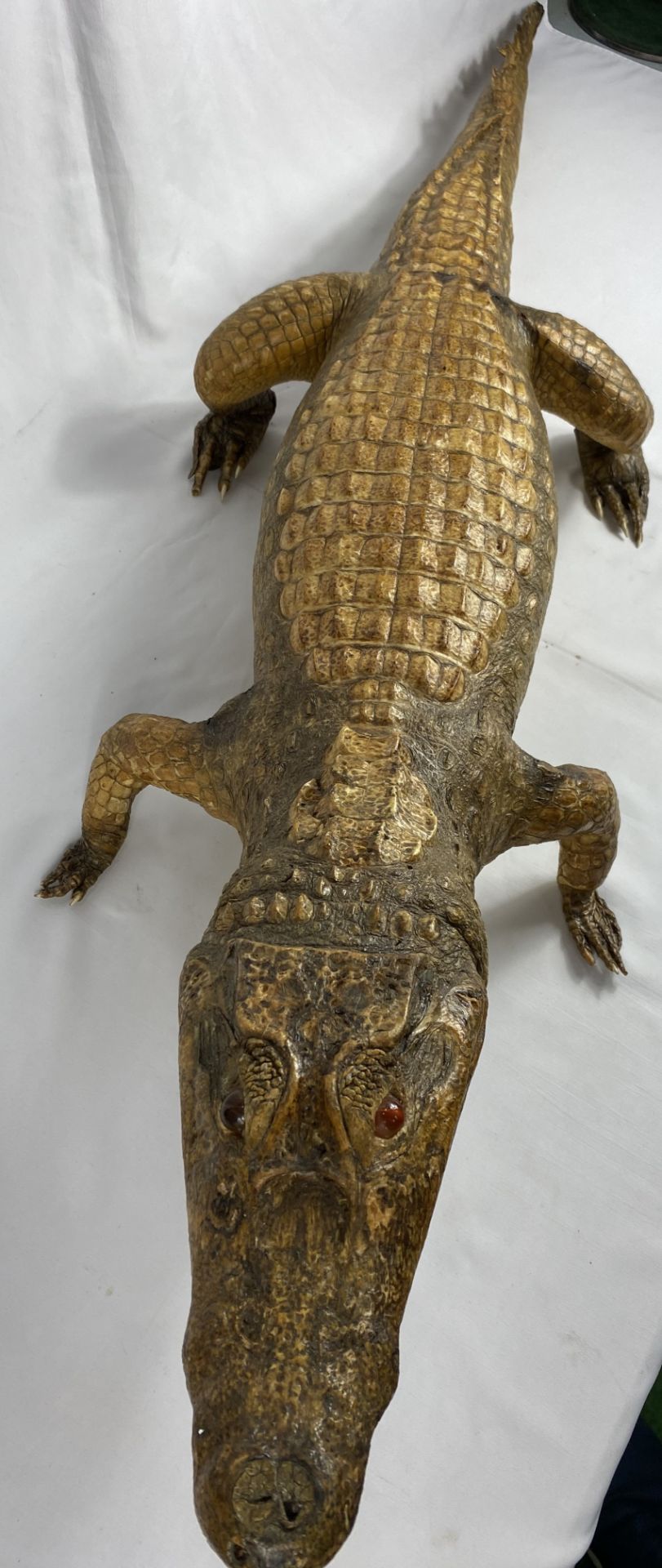 Taxidermy alligator, CITIES REGULATIONS APPLY TO THIS LOT - Image 6 of 6