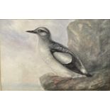 Joseph Edward Crawhall (Scottish 1834-1909), framed and glazed watercolour of a black Guillemot