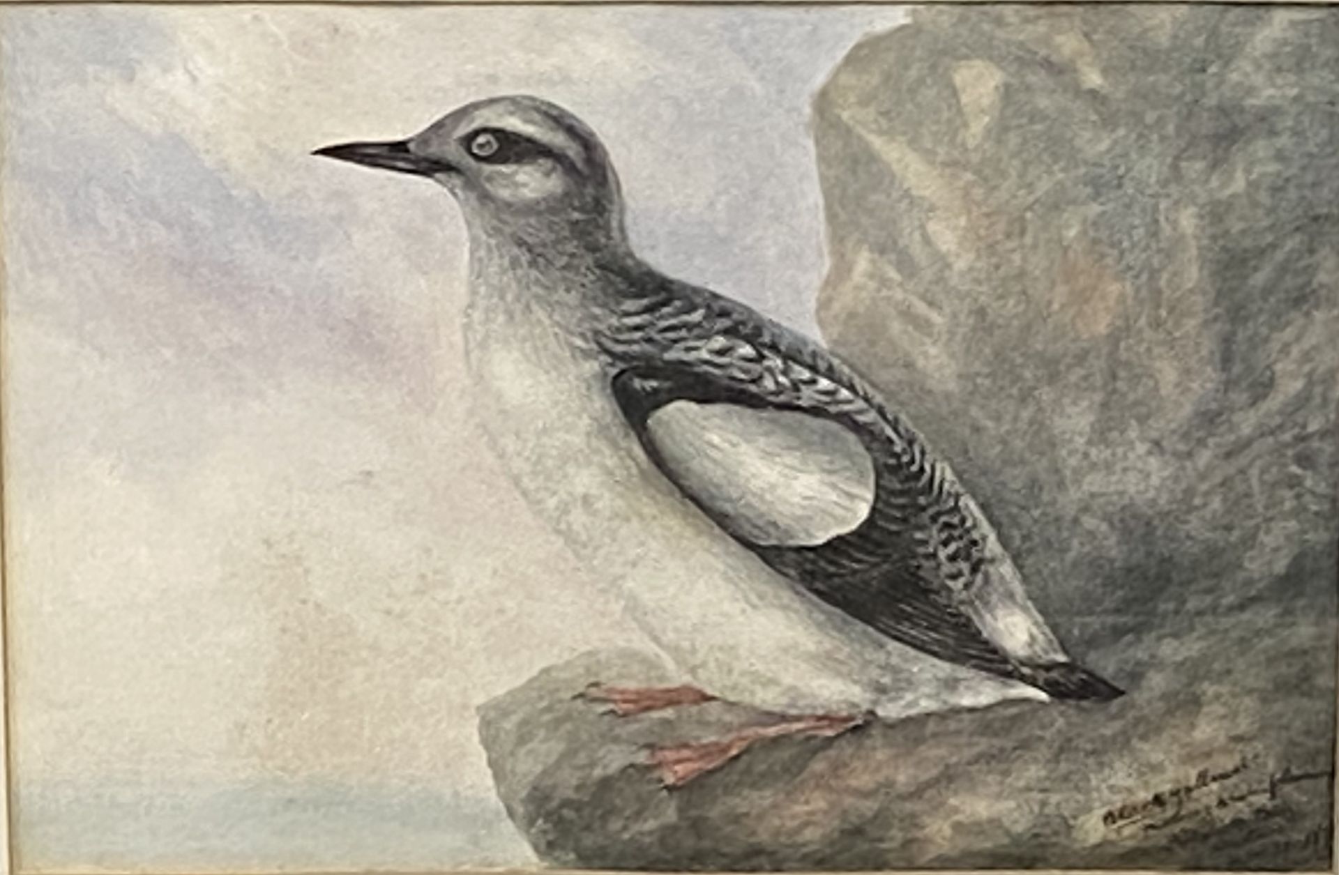 Joseph Edward Crawhall (Scottish 1834-1909), framed and glazed watercolour of a black Guillemot