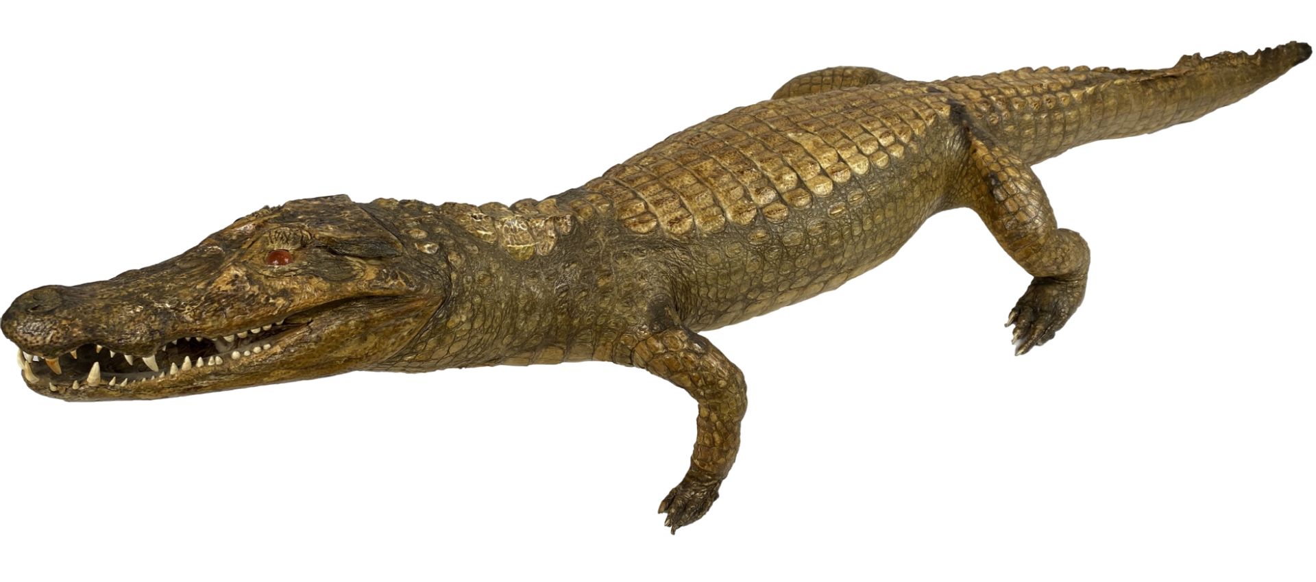 Taxidermy alligator, CITIES REGULATIONS APPLY TO THIS LOT