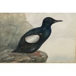 Joseph Edward Crawhall (Scottish 1834-1909), framed and glazed watercolour of a black Guillemot