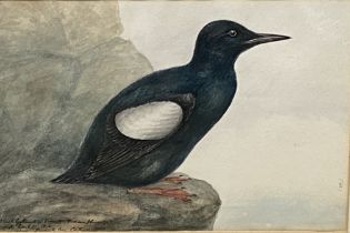Joseph Edward Crawhall (Scottish 1834-1909), framed and glazed watercolour of a black Guillemot
