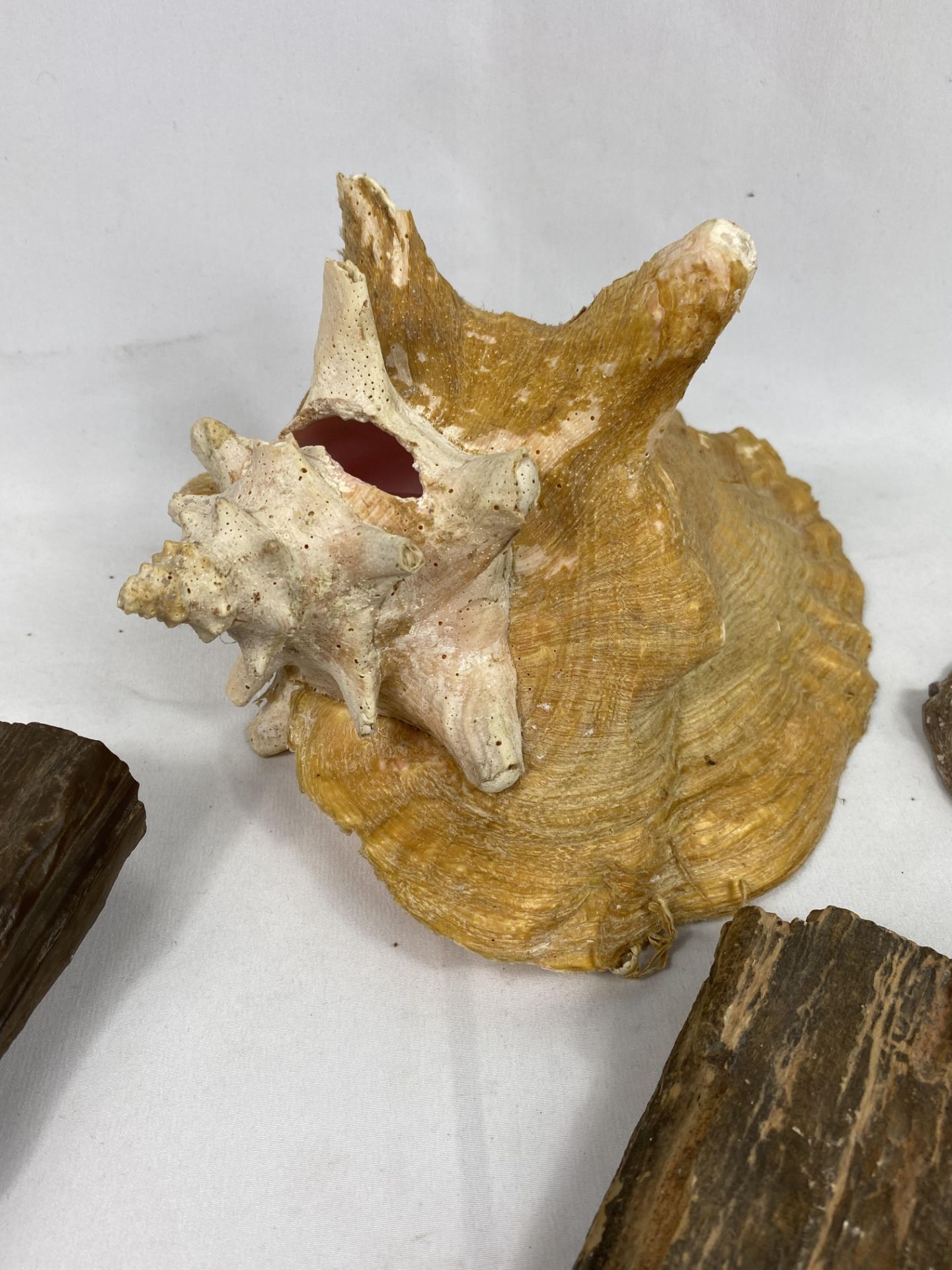 A conch shell and one other together with two pieces of petrified wood - Image 3 of 6