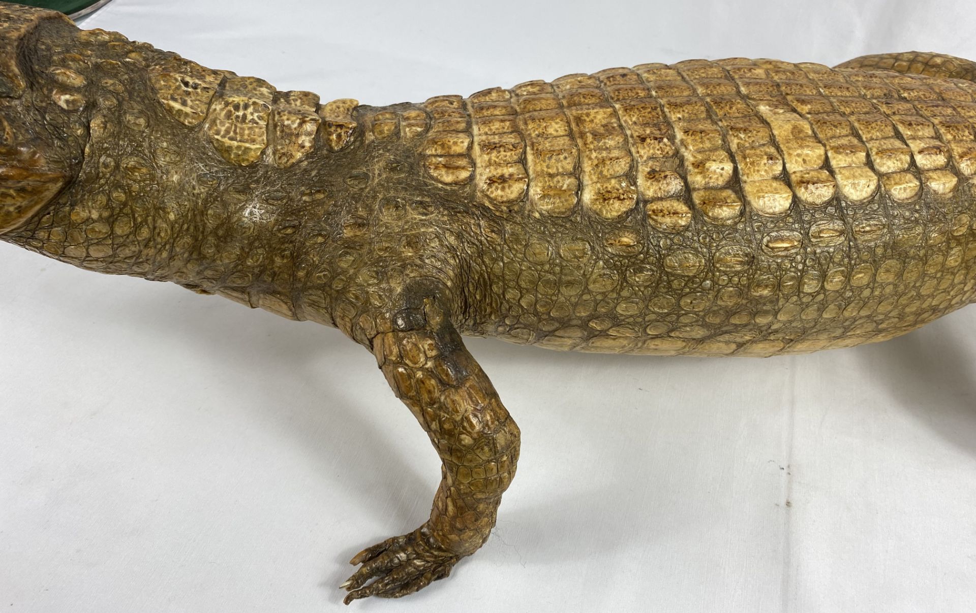 Taxidermy alligator, CITIES REGULATIONS APPLY TO THIS LOT - Image 5 of 6