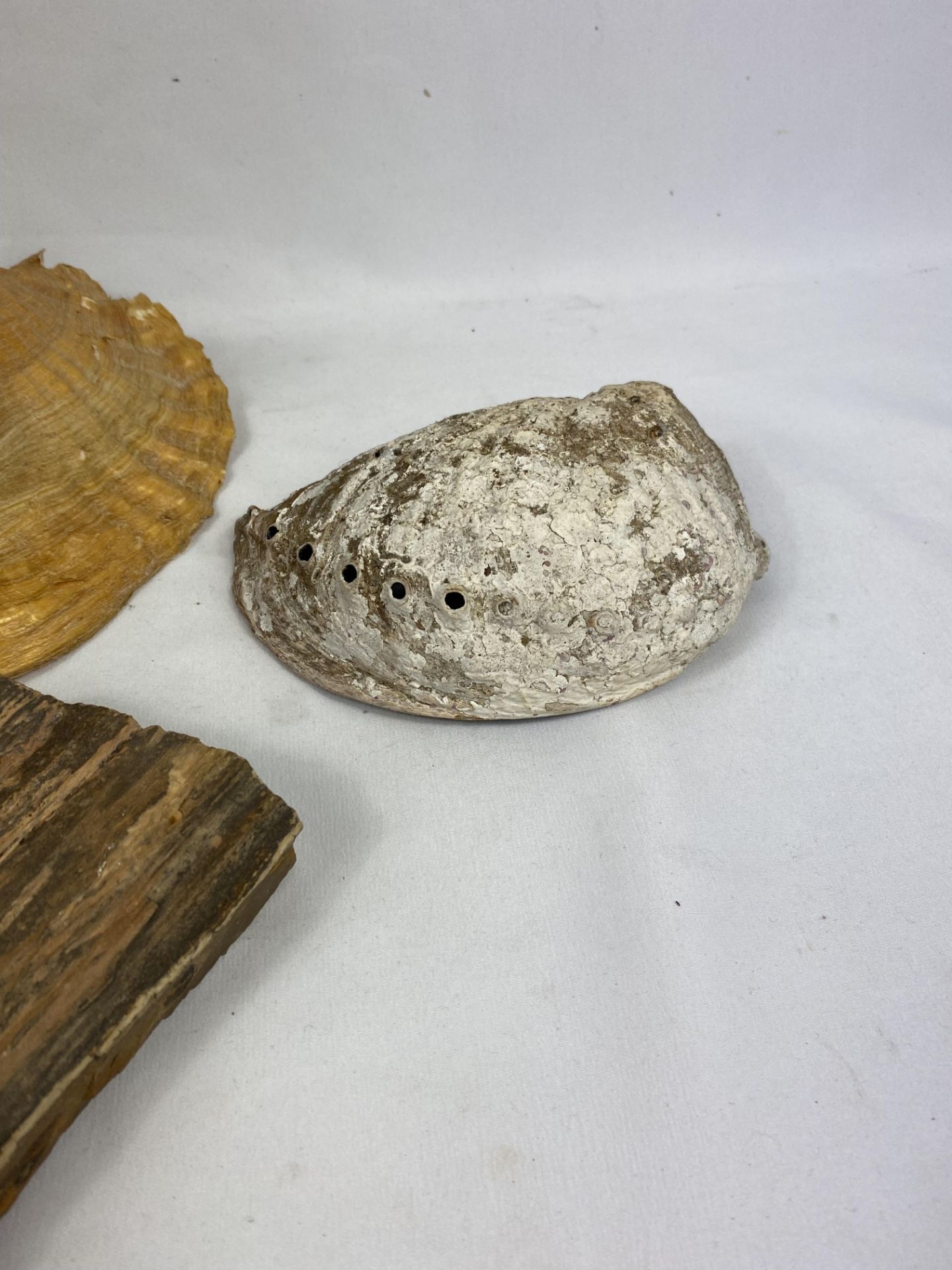 A conch shell and one other together with two pieces of petrified wood - Image 5 of 6