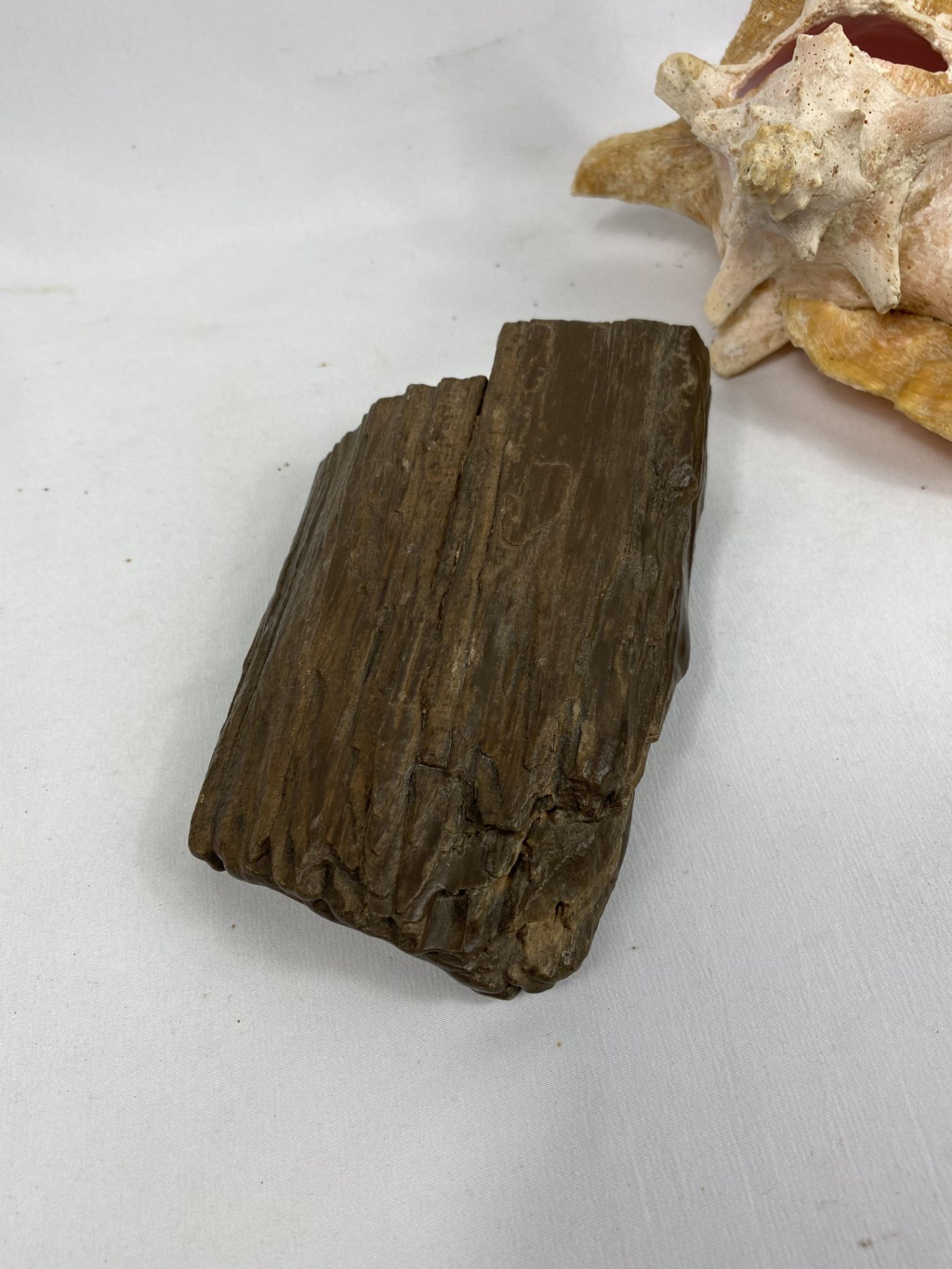 A conch shell and one other together with two pieces of petrified wood - Image 2 of 6