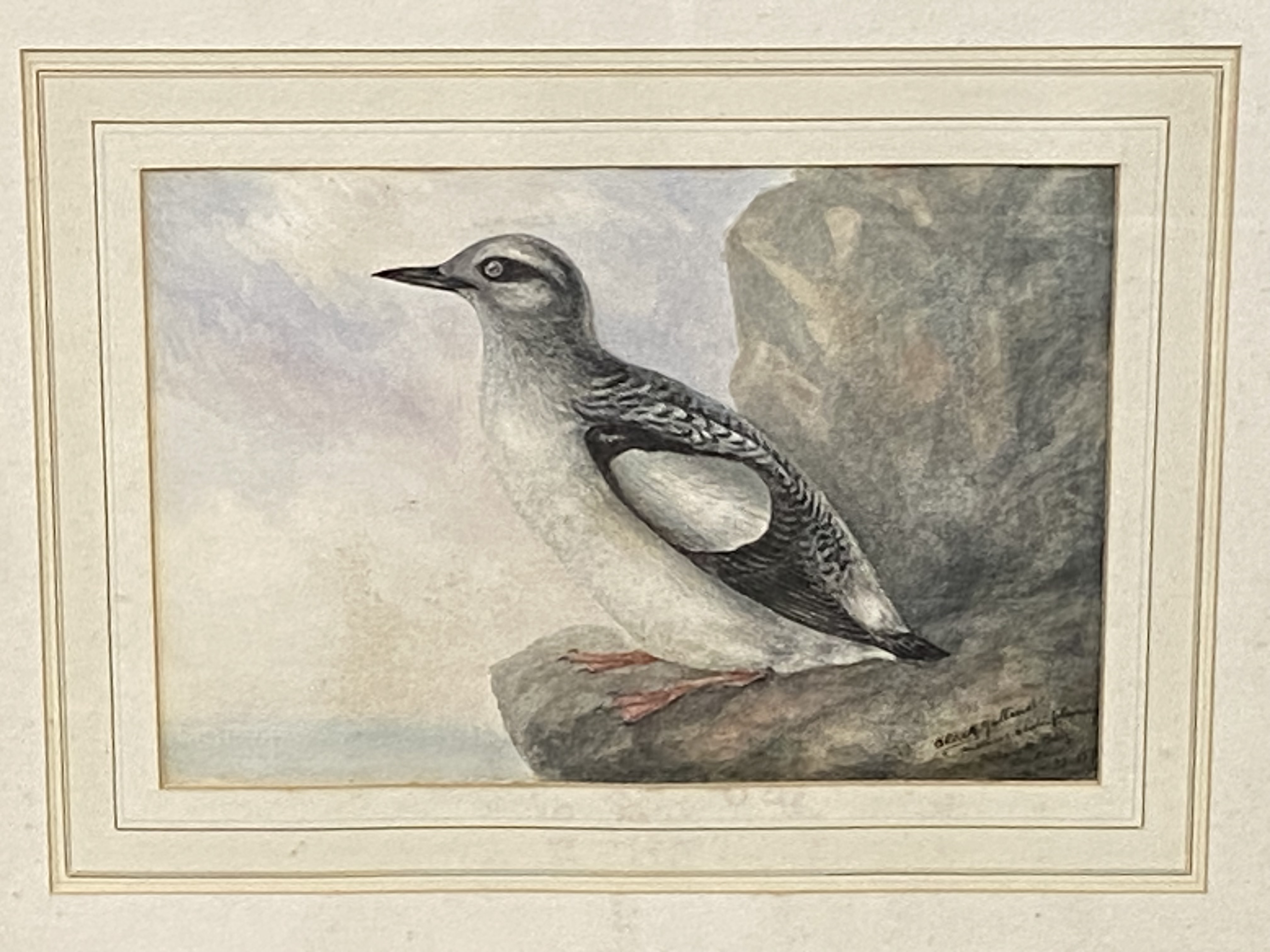 Joseph Edward Crawhall (Scottish 1834-1909), framed and glazed watercolour of a black Guillemot - Image 2 of 4