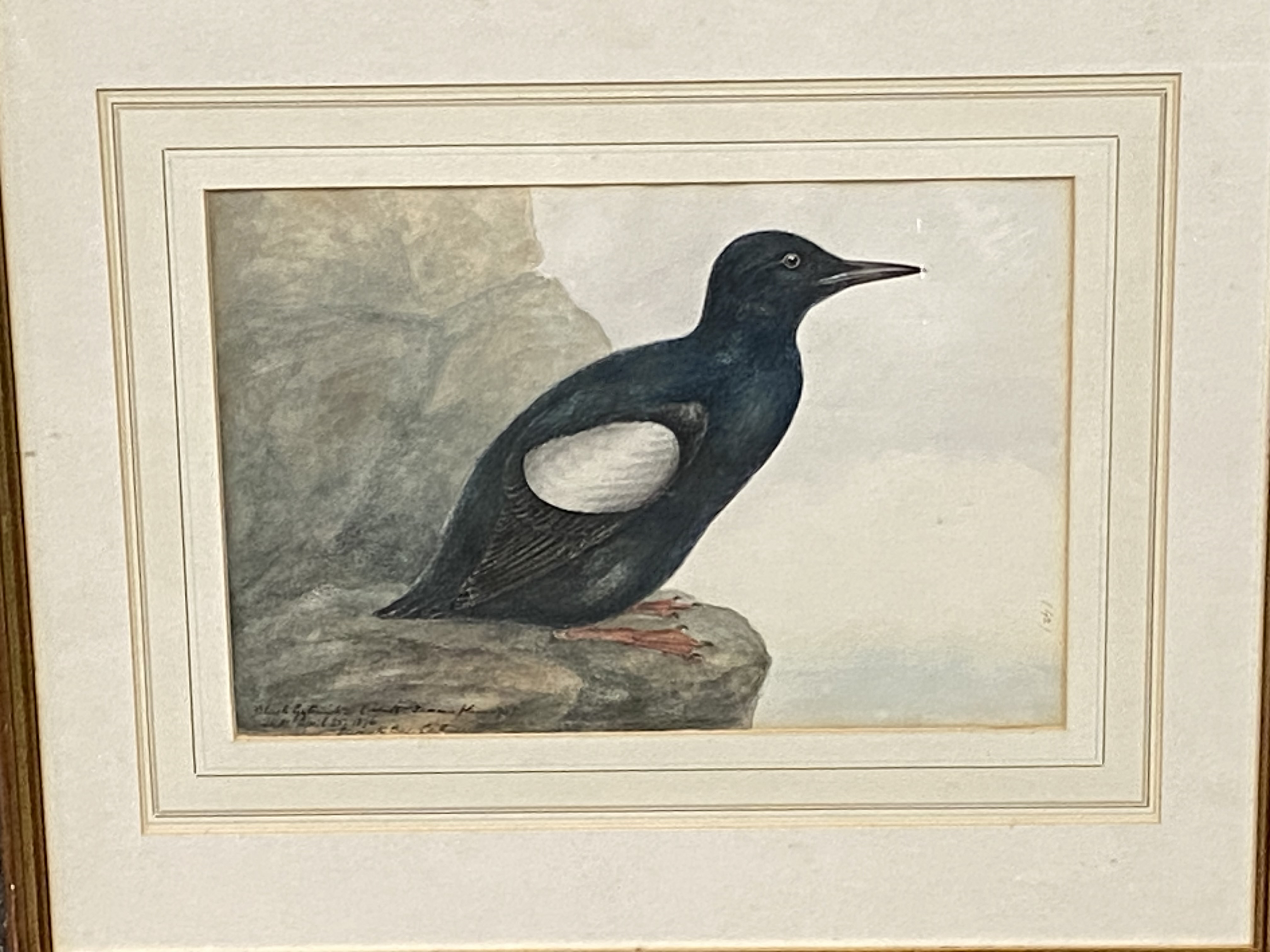 Joseph Edward Crawhall (Scottish 1834-1909), framed and glazed watercolour of a black Guillemot - Image 4 of 4
