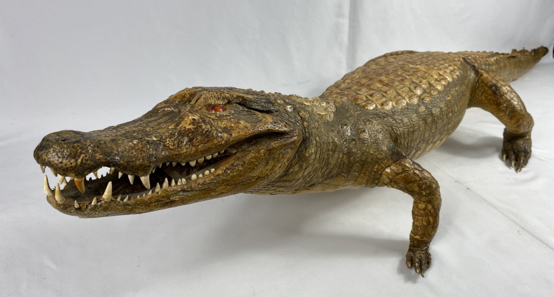 Taxidermy alligator, CITIES REGULATIONS APPLY TO THIS LOT - Image 4 of 6