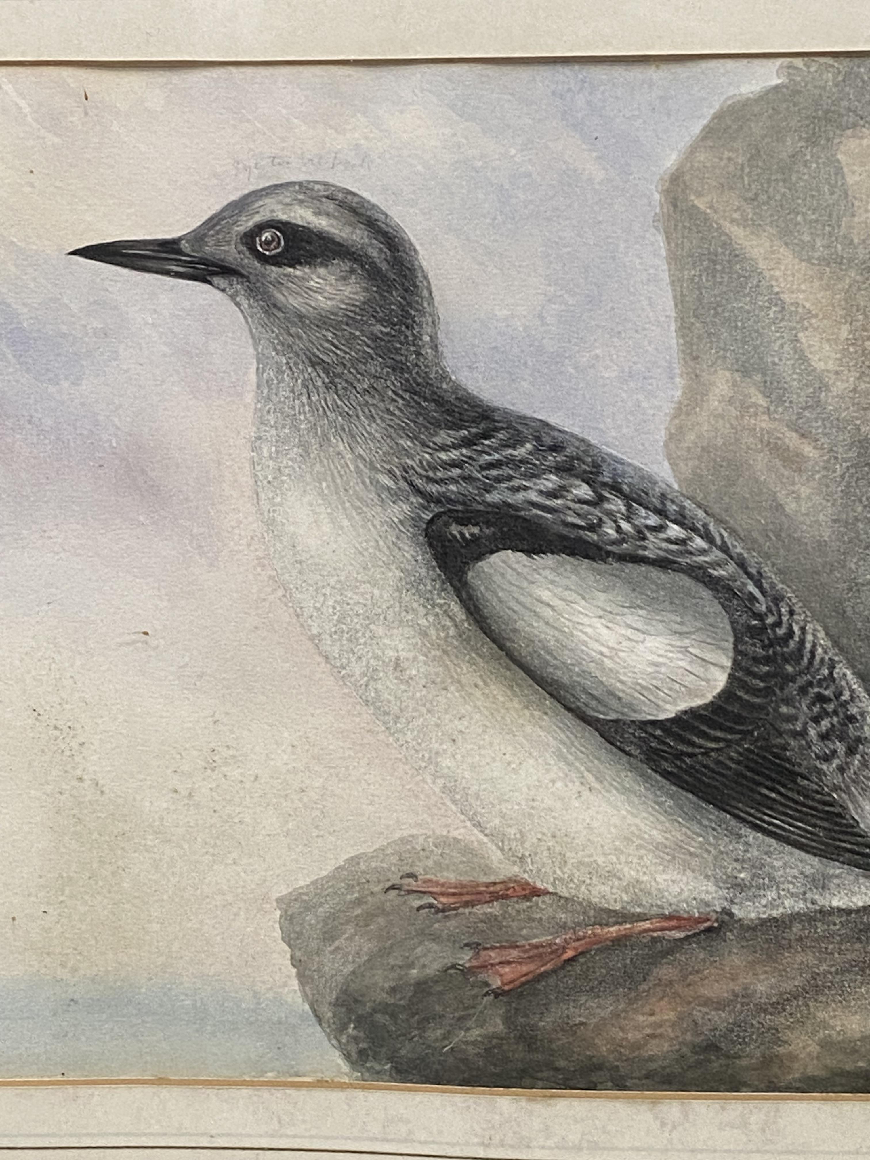 Joseph Edward Crawhall (Scottish 1834-1909), framed and glazed watercolour of a black Guillemot - Image 4 of 4