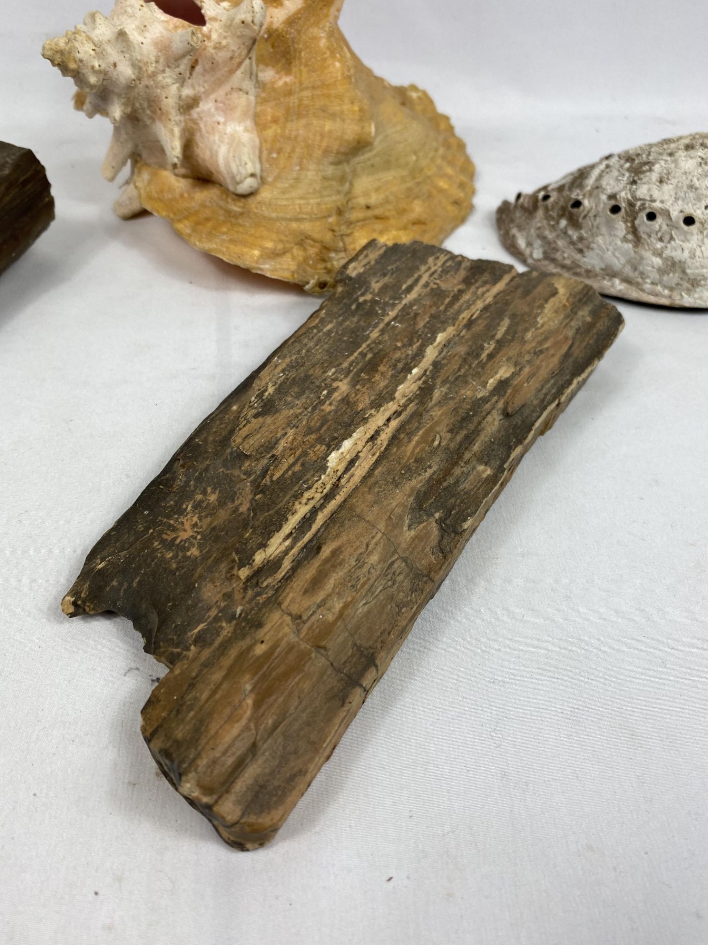 A conch shell and one other together with two pieces of petrified wood - Image 4 of 6