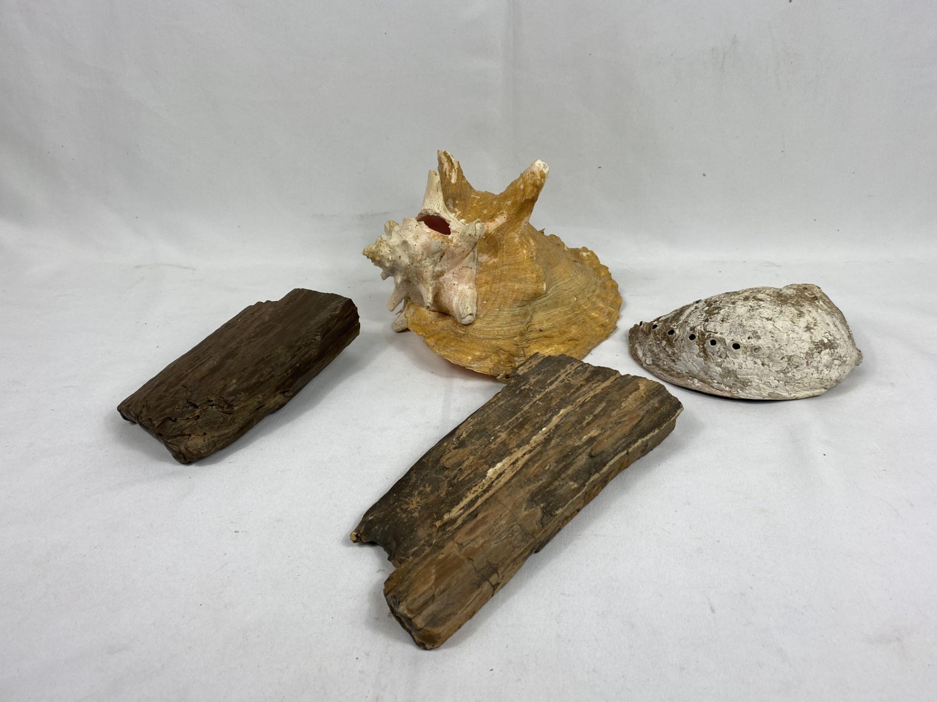 A conch shell and one other together with two pieces of petrified wood