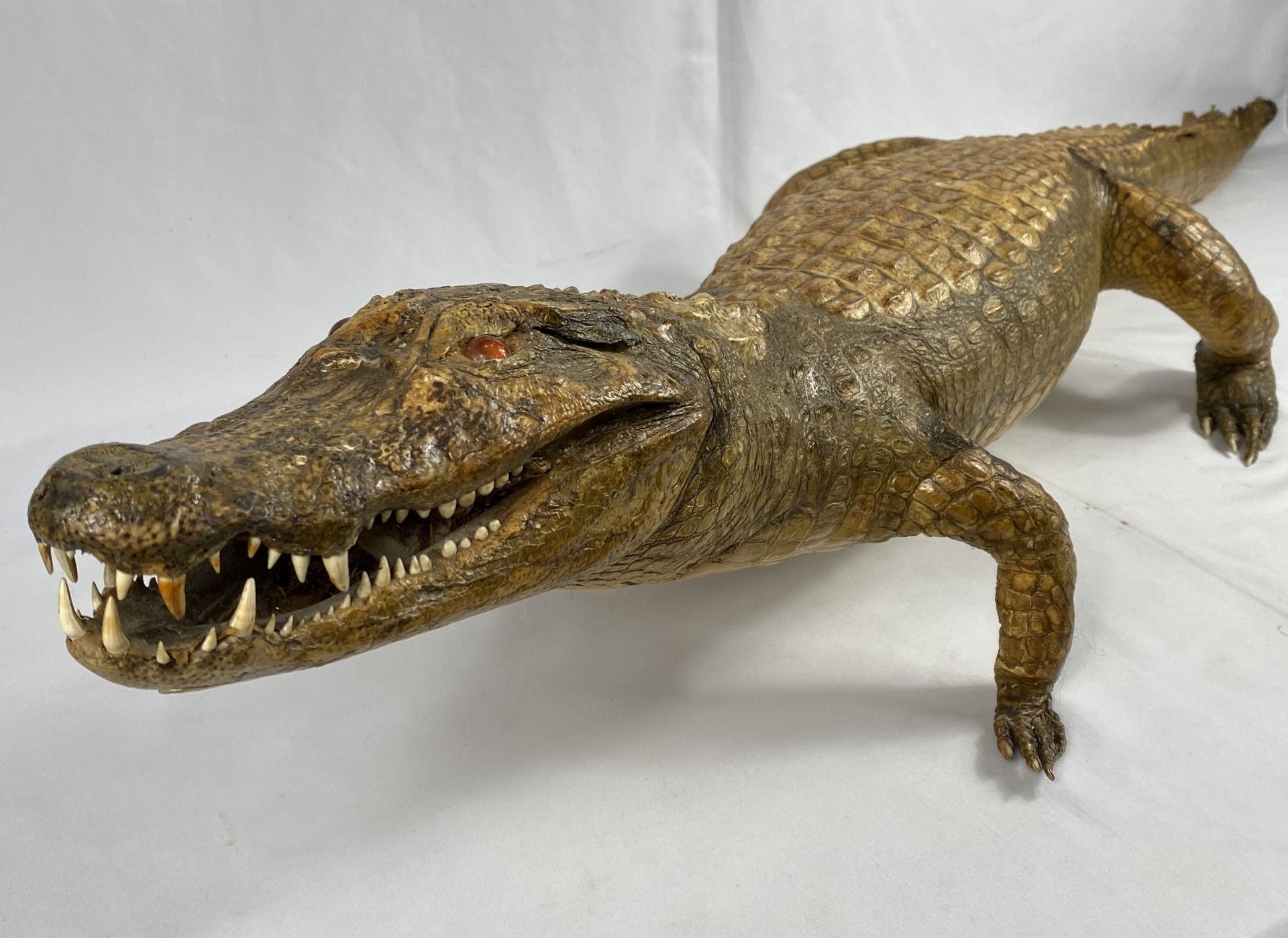 Taxidermy alligator, CITIES REGULATIONS APPLY TO THIS LOT - Image 3 of 6