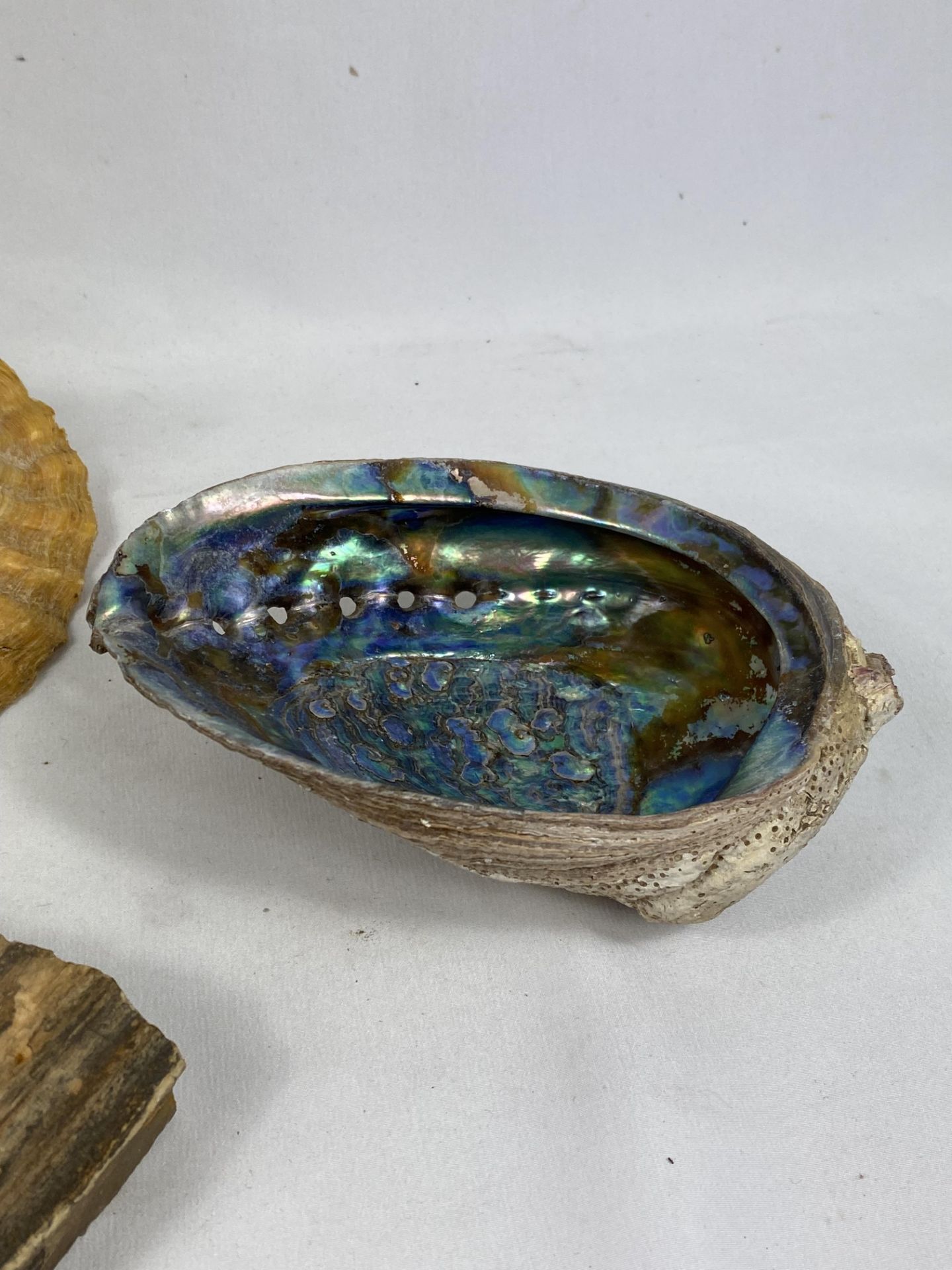 A conch shell and one other together with two pieces of petrified wood - Image 6 of 6