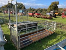 Sheep foot bath race