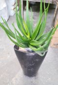 Set Of 4 x Realistic Artificial Aloe Vera Potted Plants - Original RRP £820.00 - Ref: CNT460/GIT -