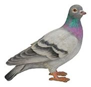 RRP £26.75 Vivid Arts- British Birds- Realistic Resin Pigeon Ornament