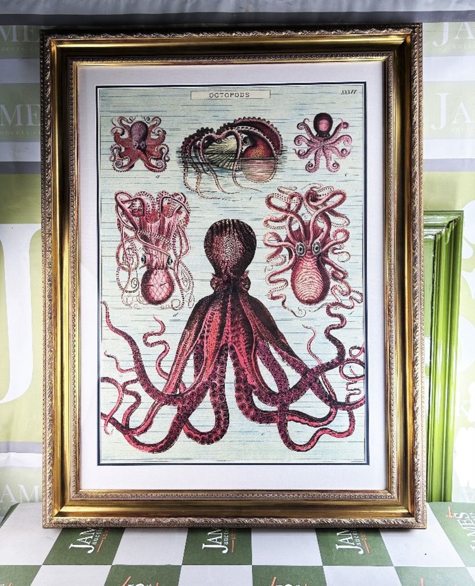Large Vintage Print -Octopods-Professionally Framed