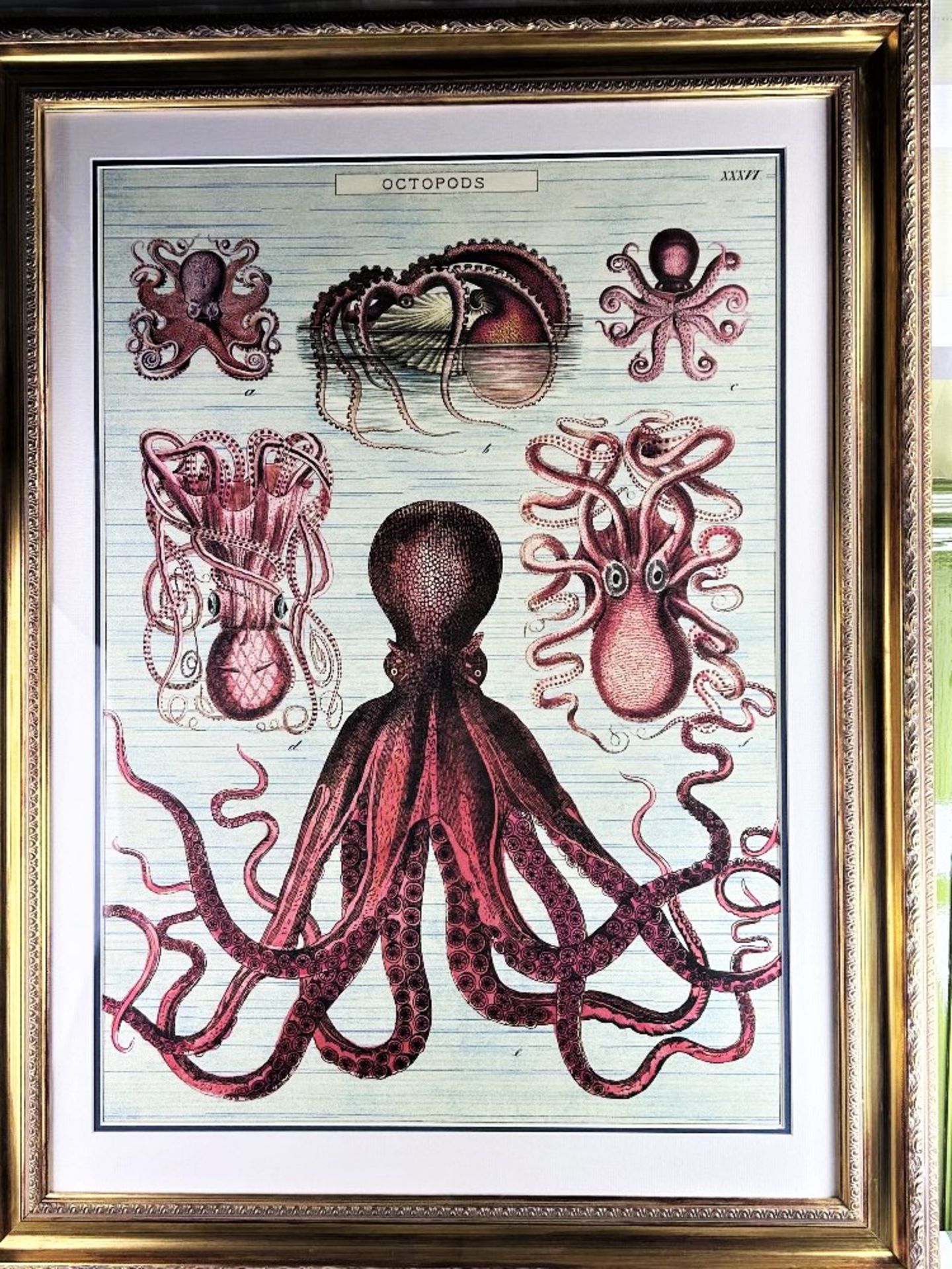 Large Vintage Print -Octopods-Professionally Framed - Image 5 of 5