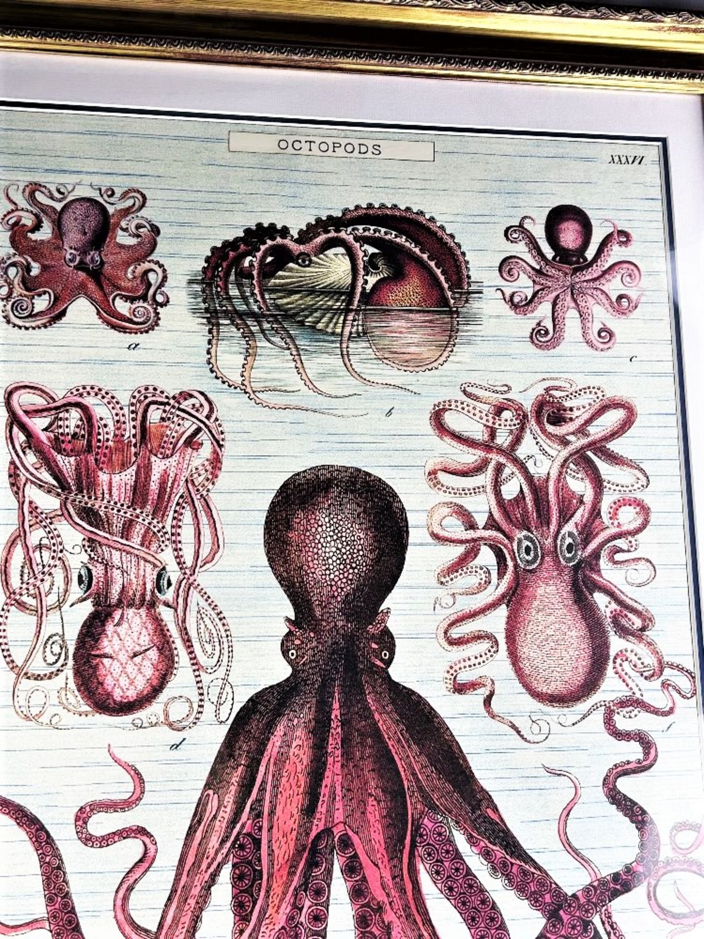 Large Vintage Print -Octopods-Professionally Framed - Image 2 of 5