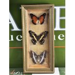 LOT NOW SOLD DO NOT BID- Exotica Butterfly Collection