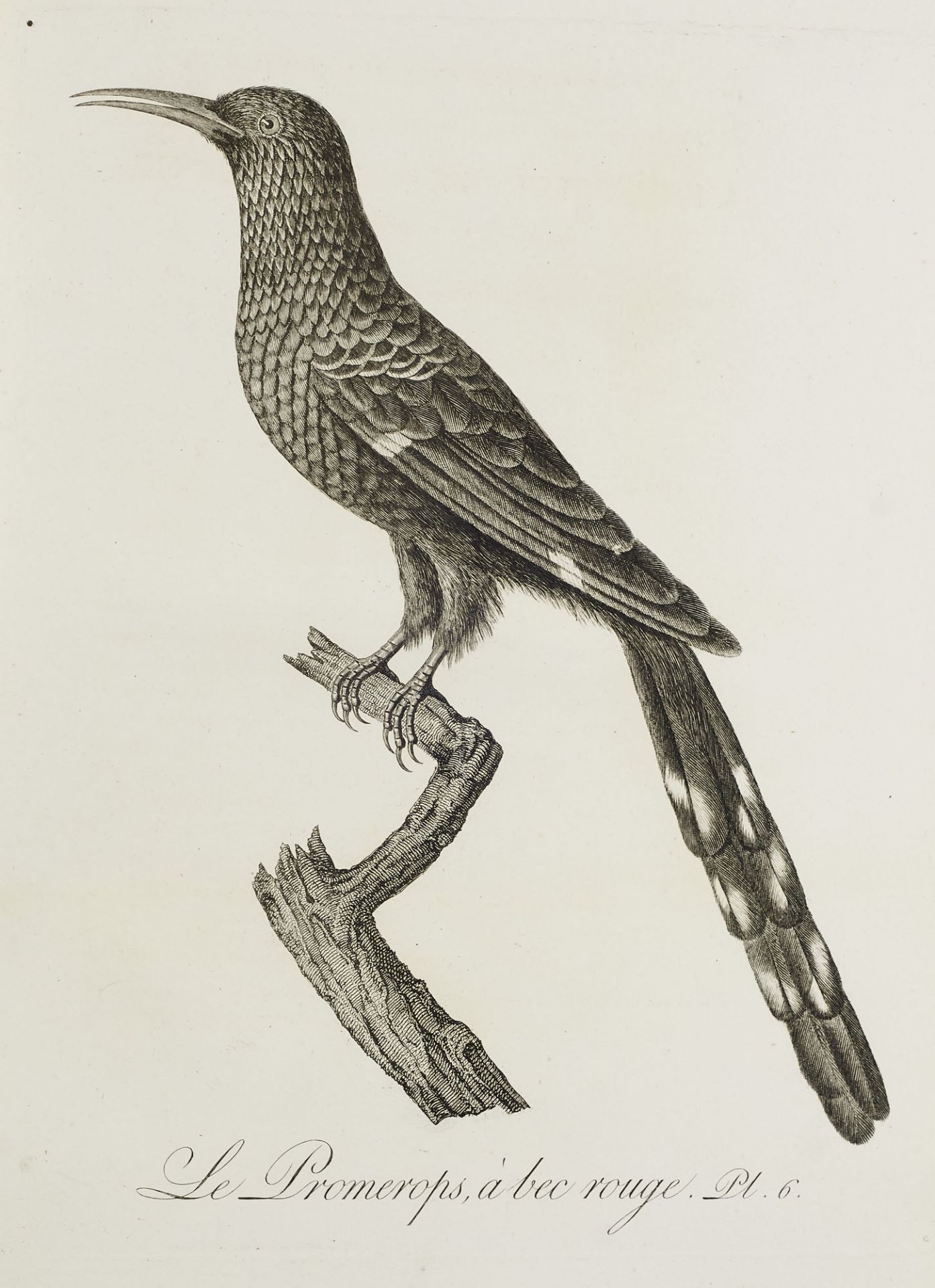 Ornithologie - - J.B. Audebert u. L.P. - Image 5 of 9