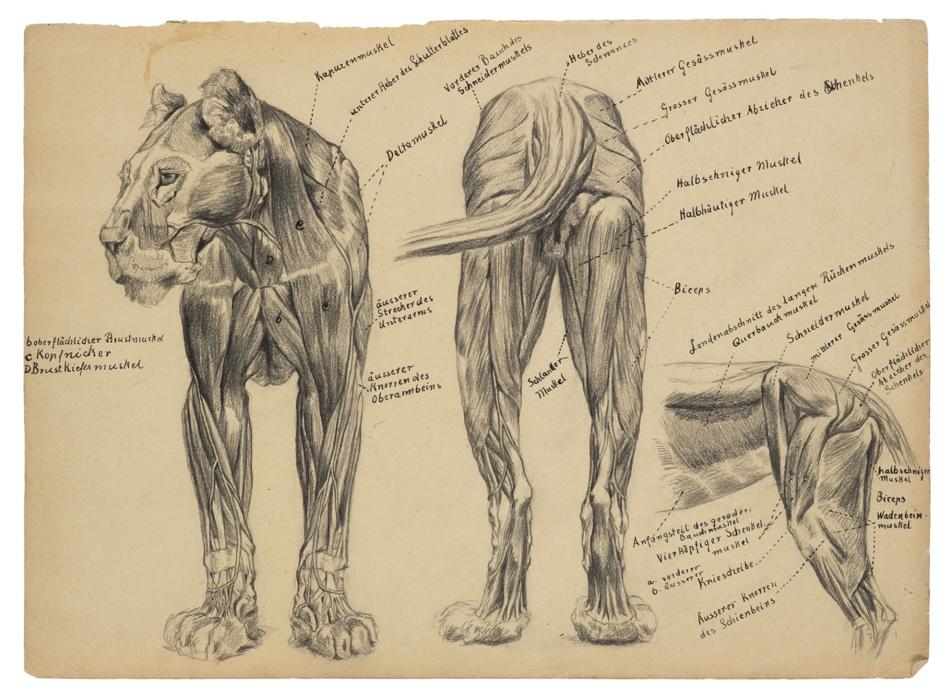 Zoologica Specifica - - Sammlung von 5