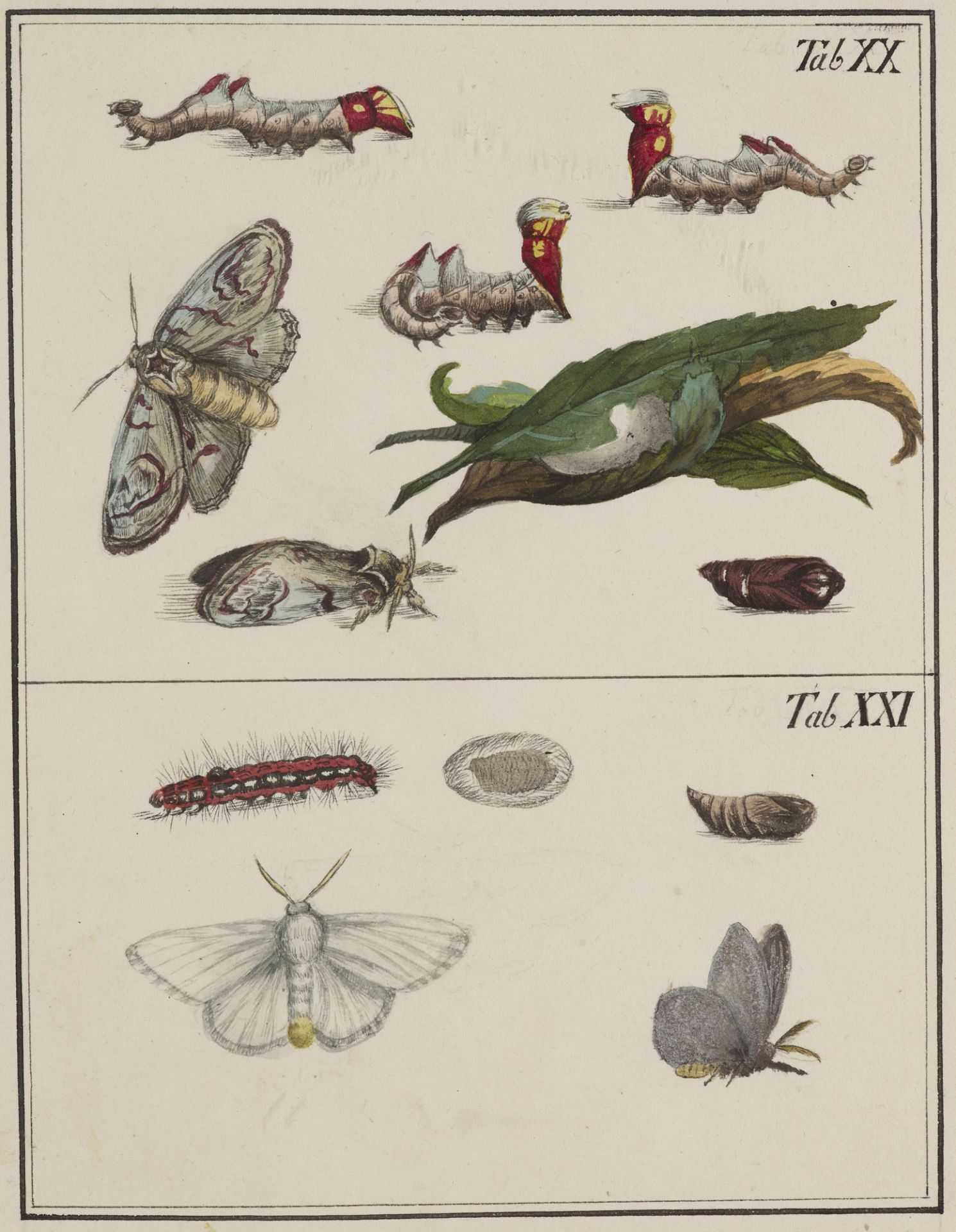Zoologie - - Samuel Friedrich Diez. - Bild 2 aus 3