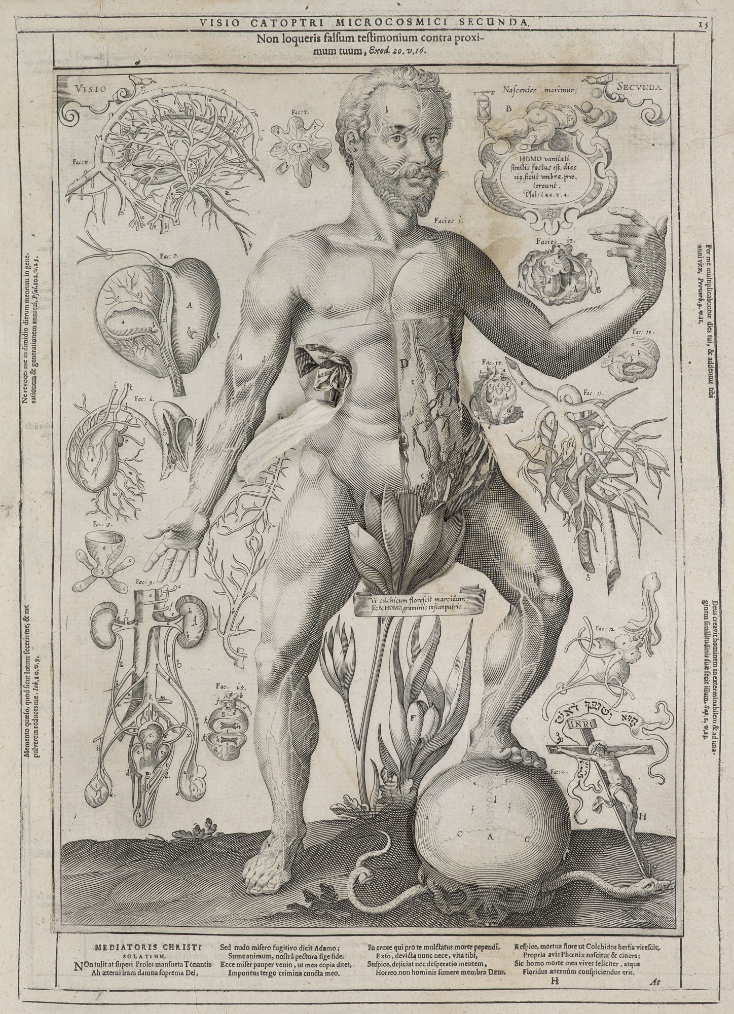 Medizin - Anatomie - - Johannes - Image 4 of 4