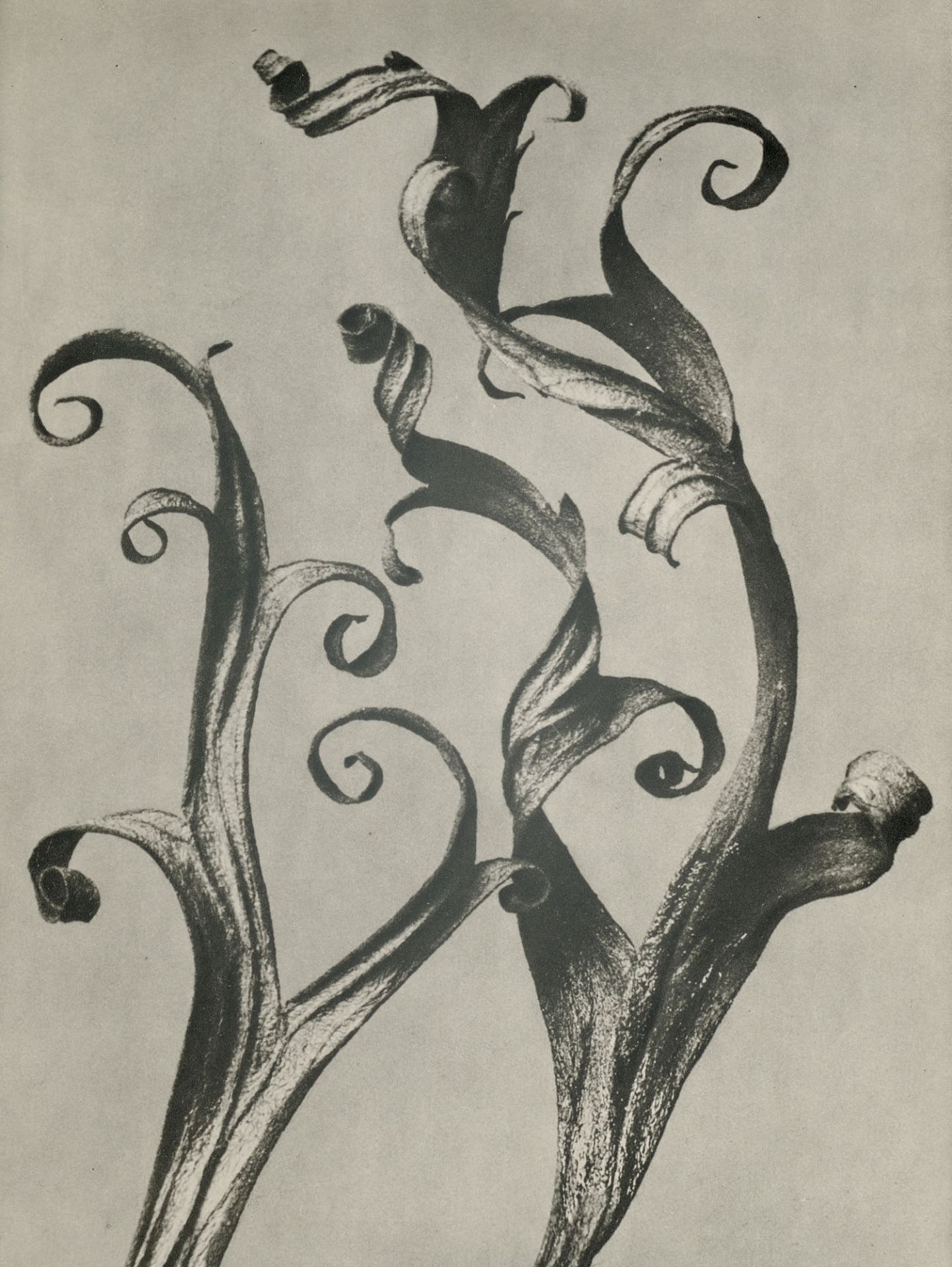 Photographie - - Karl Blossfeldt.