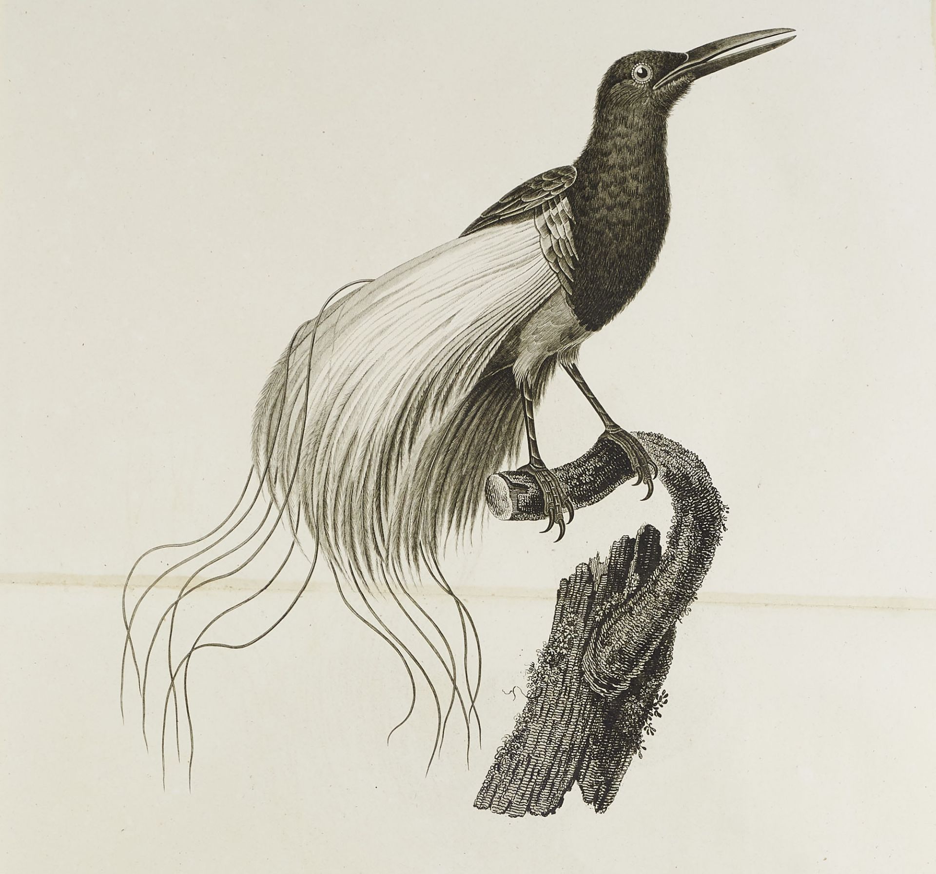 Ornithologie - - J.B. Audebert u. L.P.