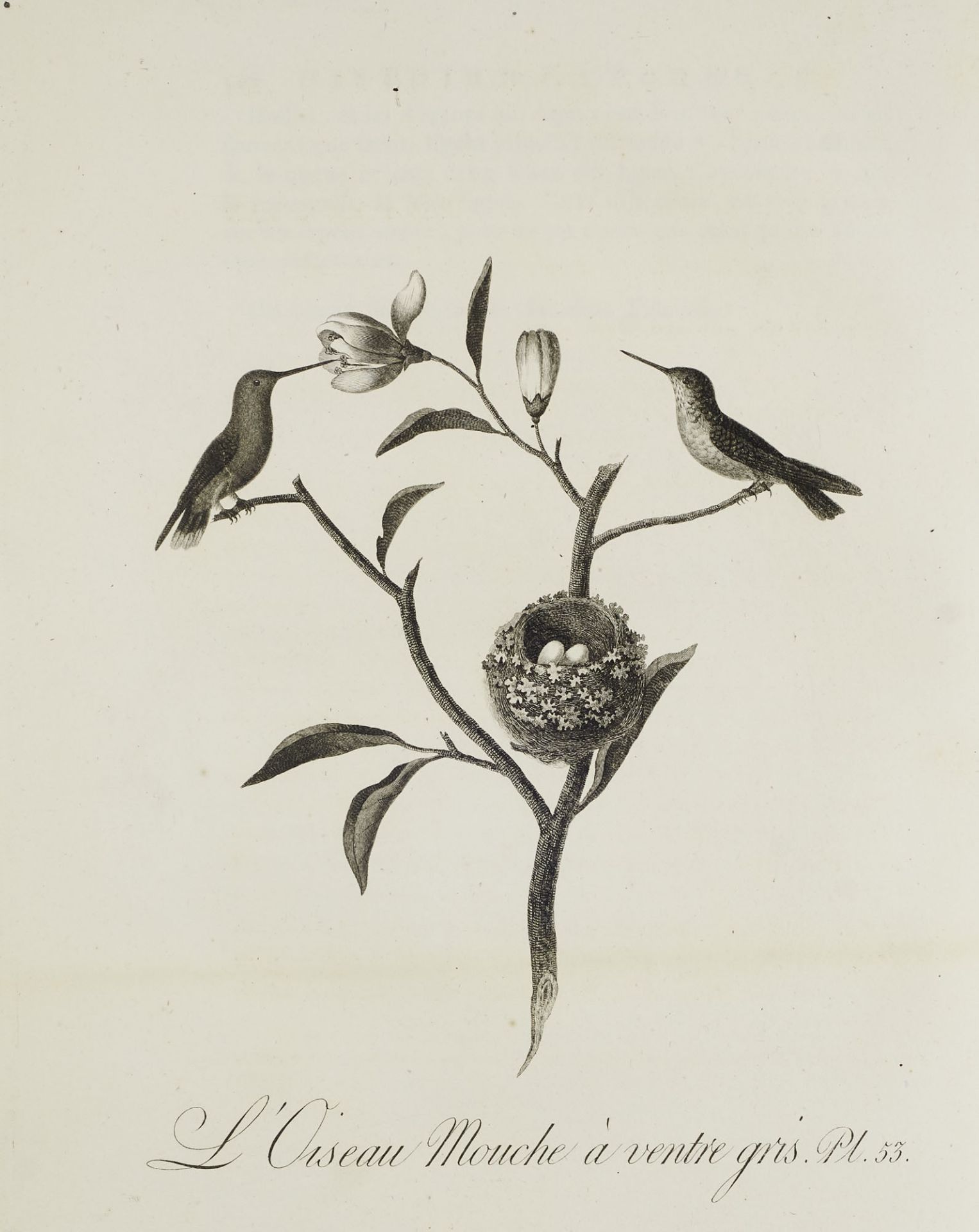 Ornithologie - - J.B. Audebert u. L.P. - Bild 8 aus 9